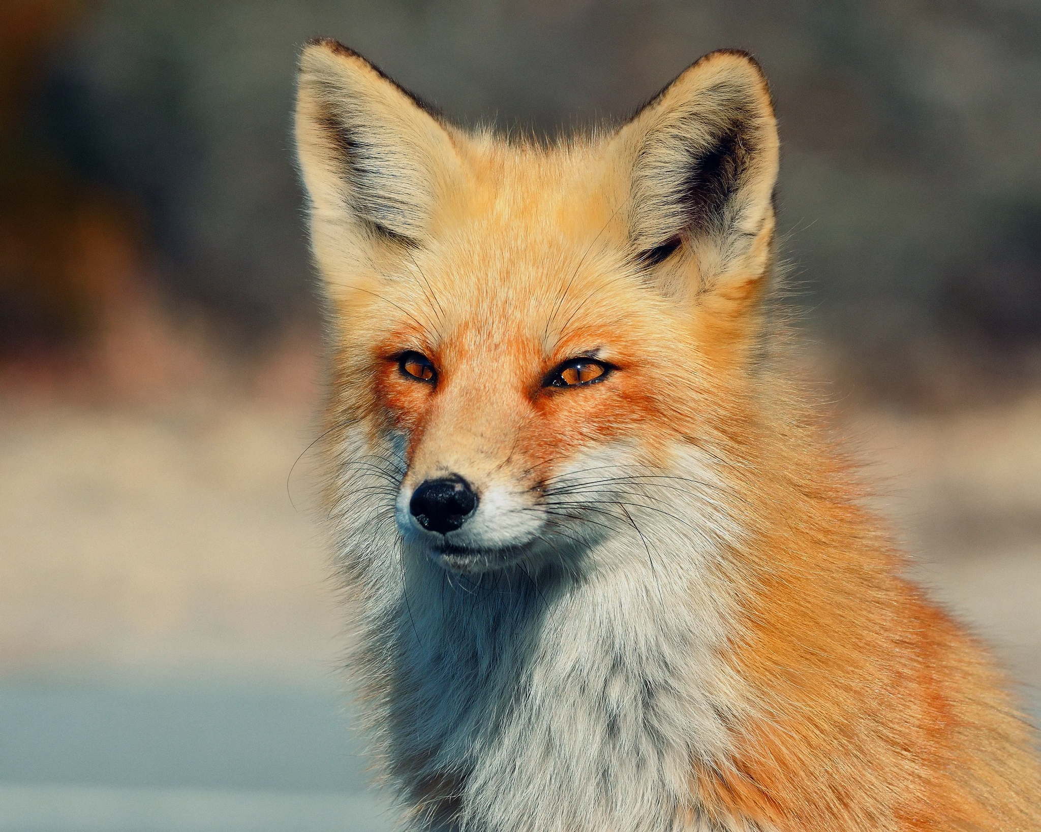 animals, fox, eyes, sight, opinion