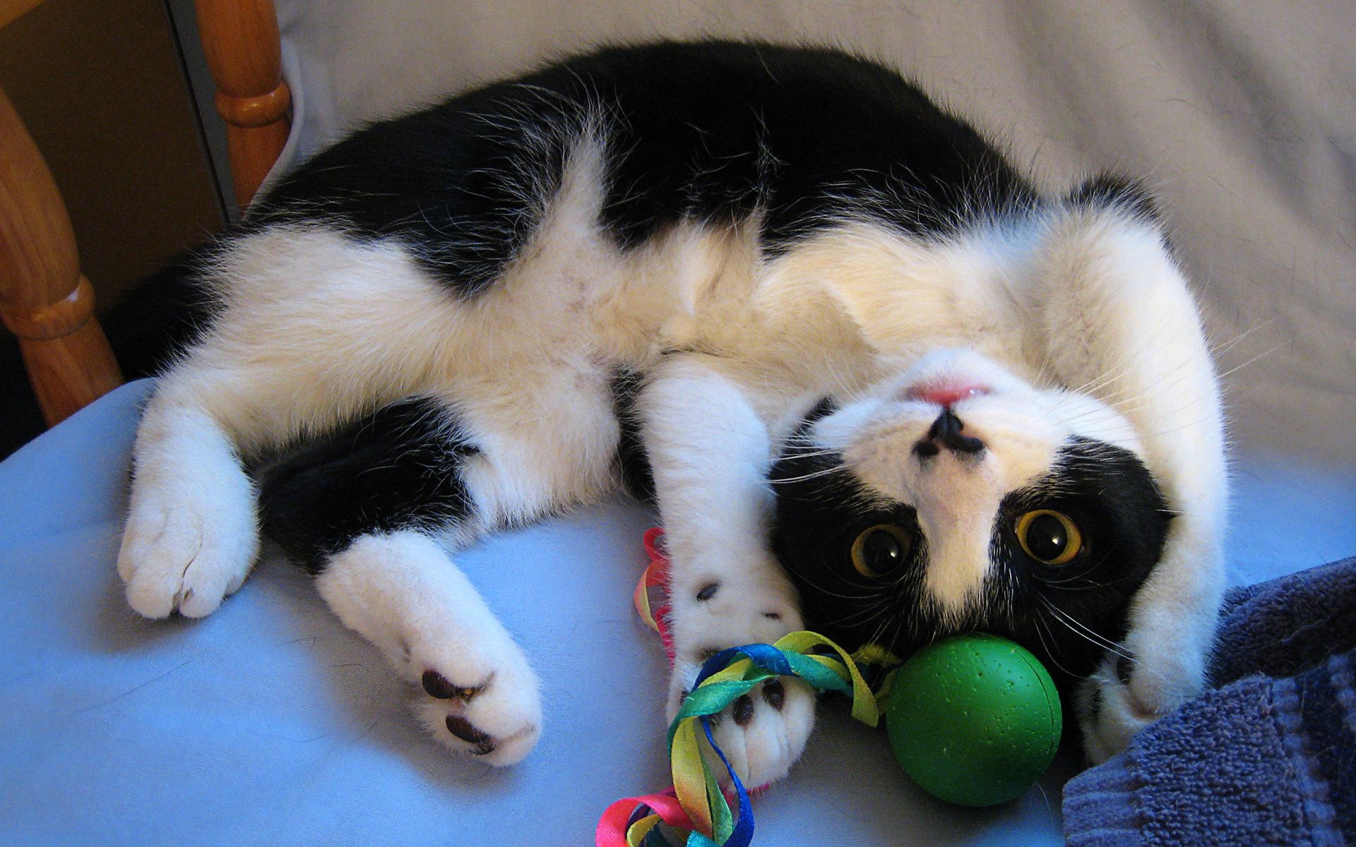 playful, animals, kitty, kitten, to lie down, lie, toy HD wallpaper