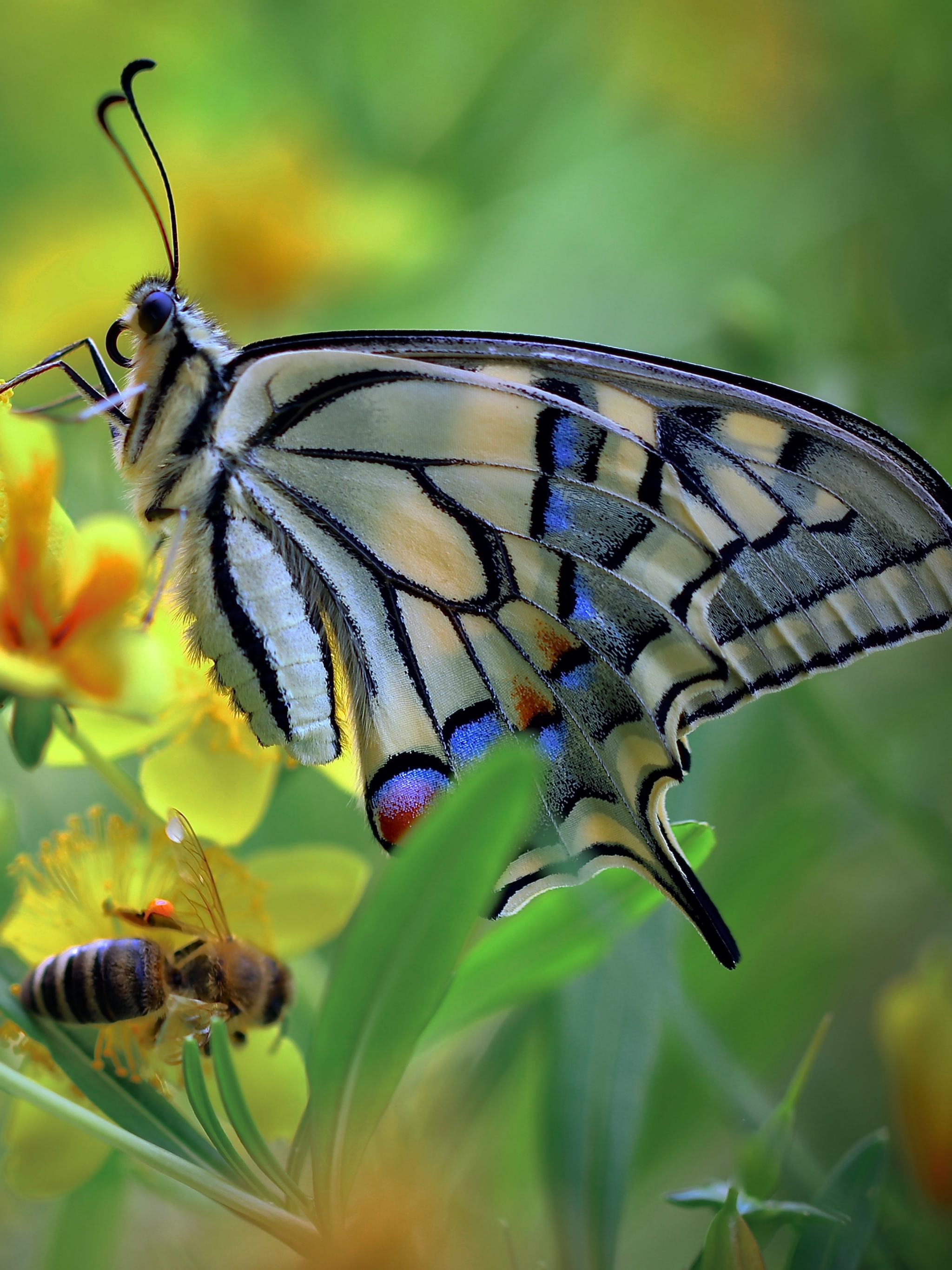 Descarga gratuita de fondo de pantalla para móvil de Animales, Macro, Insecto, Mariposa, Macrofotografía.