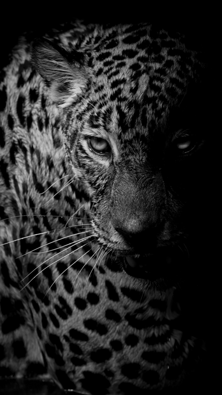 Download mobile wallpaper Cats, Leopard, Animal, Black & White for free.