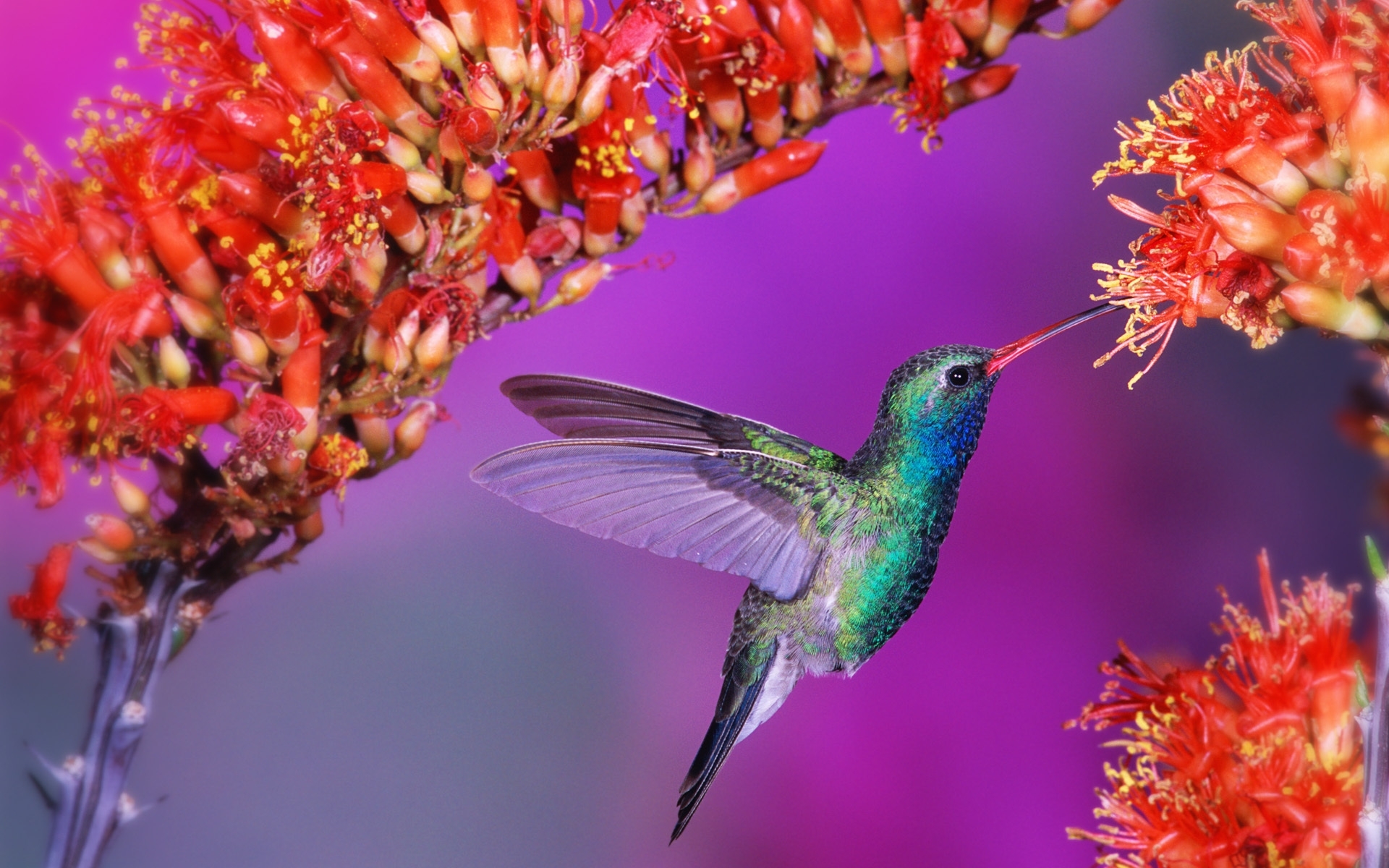 39842 descargar imagen colibríes, violeta, birds, animales: fondos de pantalla y protectores de pantalla gratis
