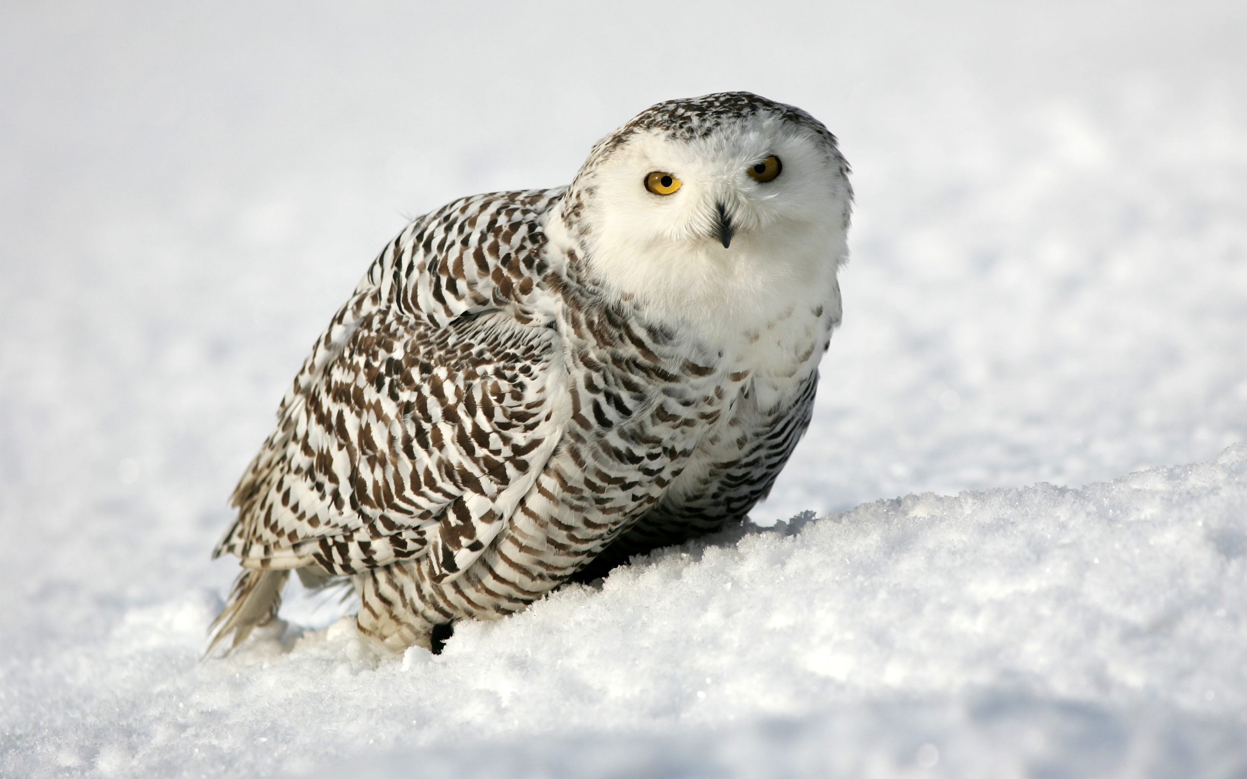 animal, snowy owl, birds