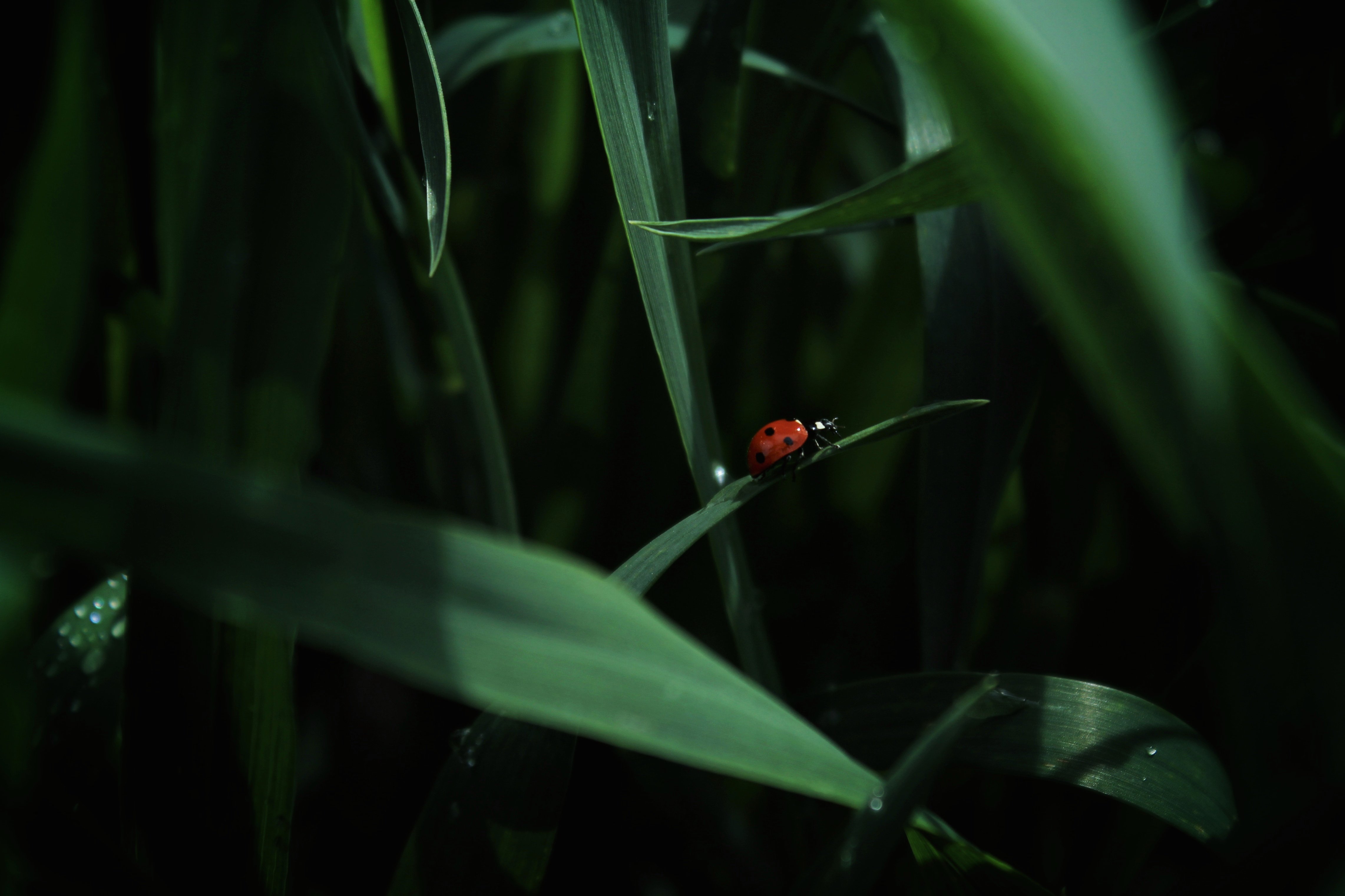 ladybug, animals, grass, insect, ladybird mobile wallpaper