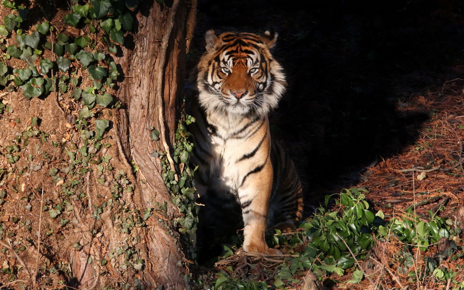 Descarga gratuita de fondo de pantalla para móvil de Animales, Gatos, Hoja, Tigre.