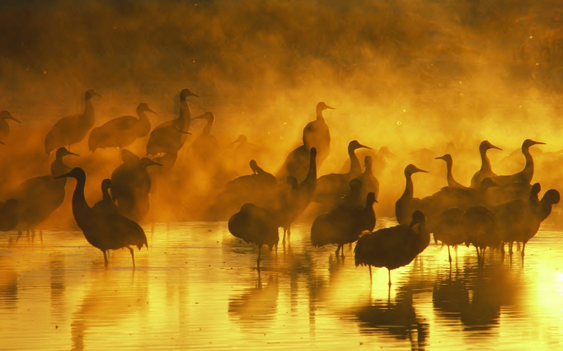 Laden Sie das Tiere, Vogel-Bild kostenlos auf Ihren PC-Desktop herunter