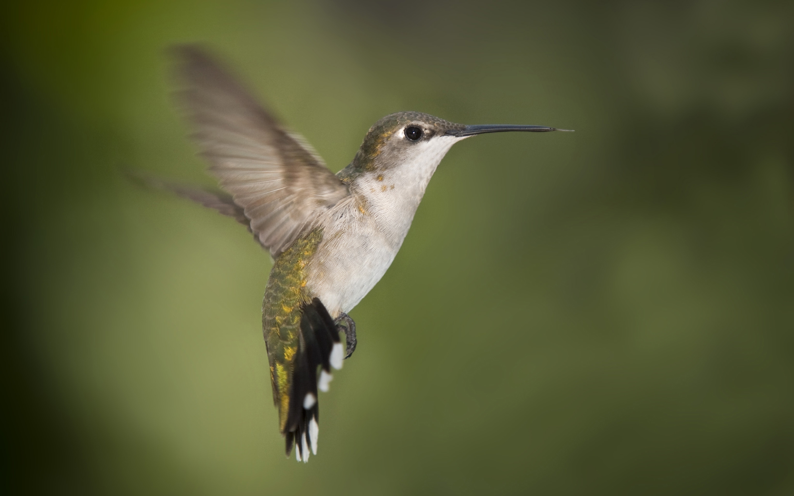167092 descargar fondo de pantalla colibrí, animales, aves: protectores de pantalla e imágenes gratis
