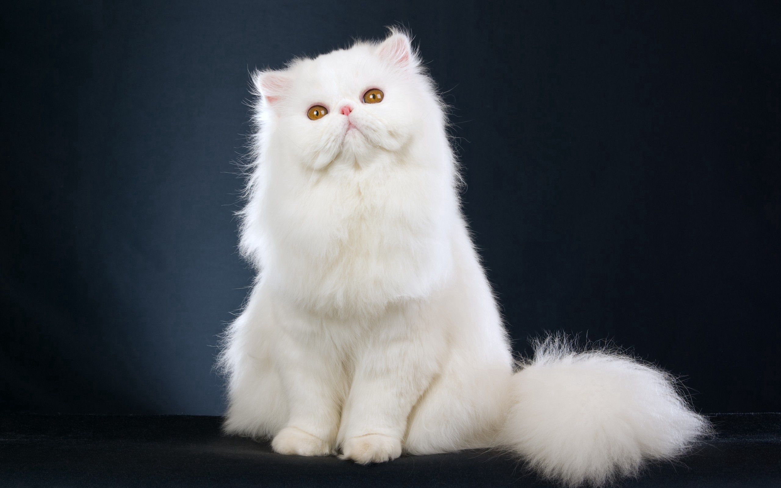 cat, animals, fluffy, beautiful, is sitting, sits Desktop home screen Wallpaper