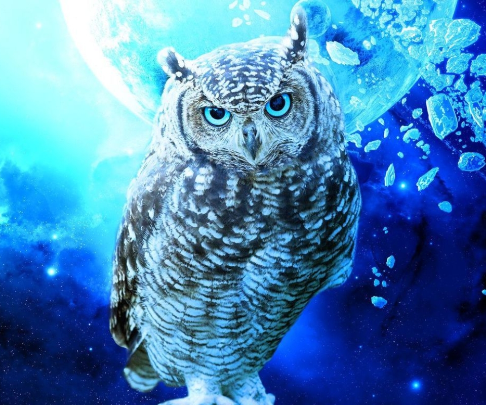 Download mobile wallpaper Birds, Owl, Bird, Animal for free.