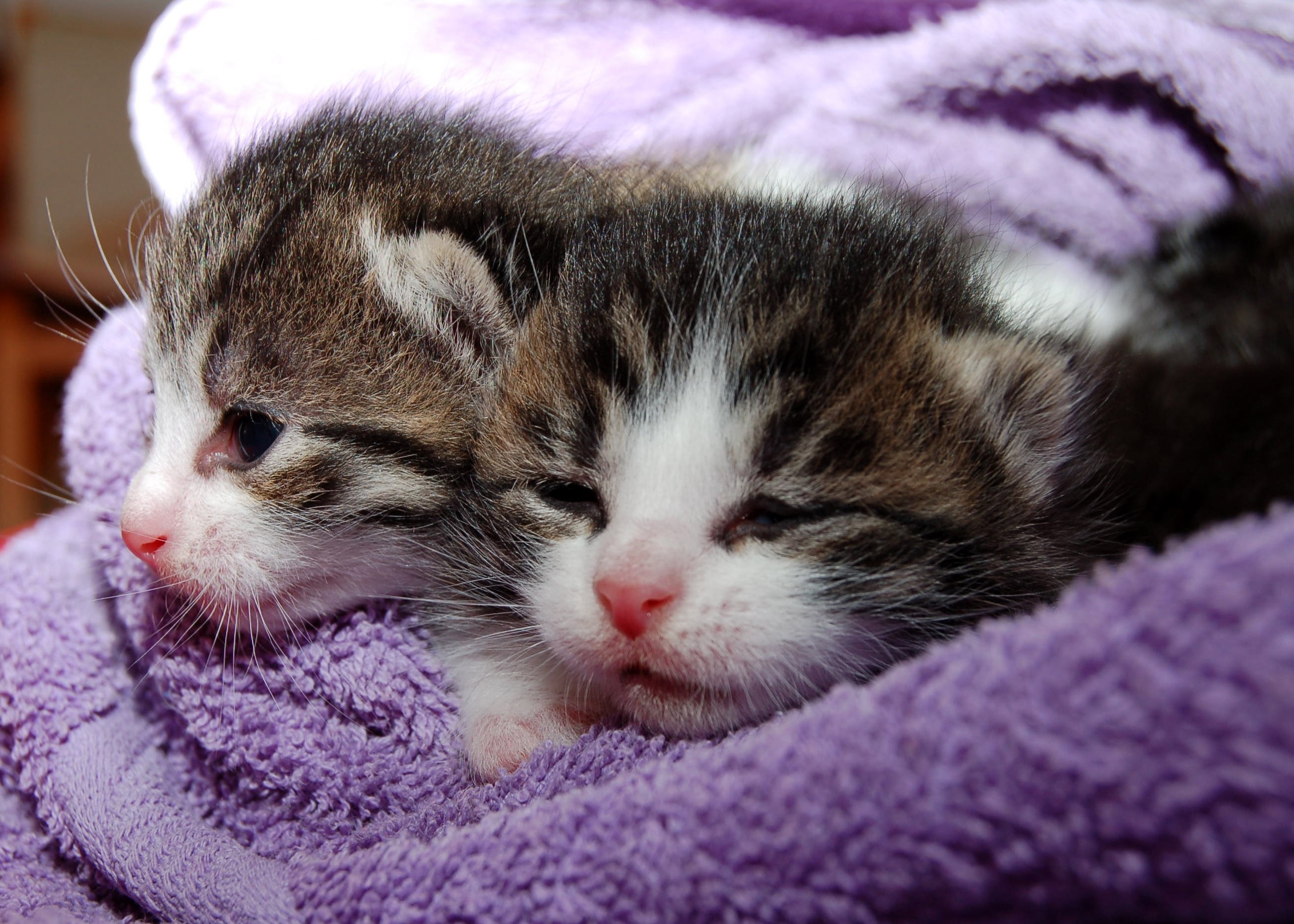 Download mobile wallpaper Cats, Cat, Kitten, Animal, Sleeping for free.