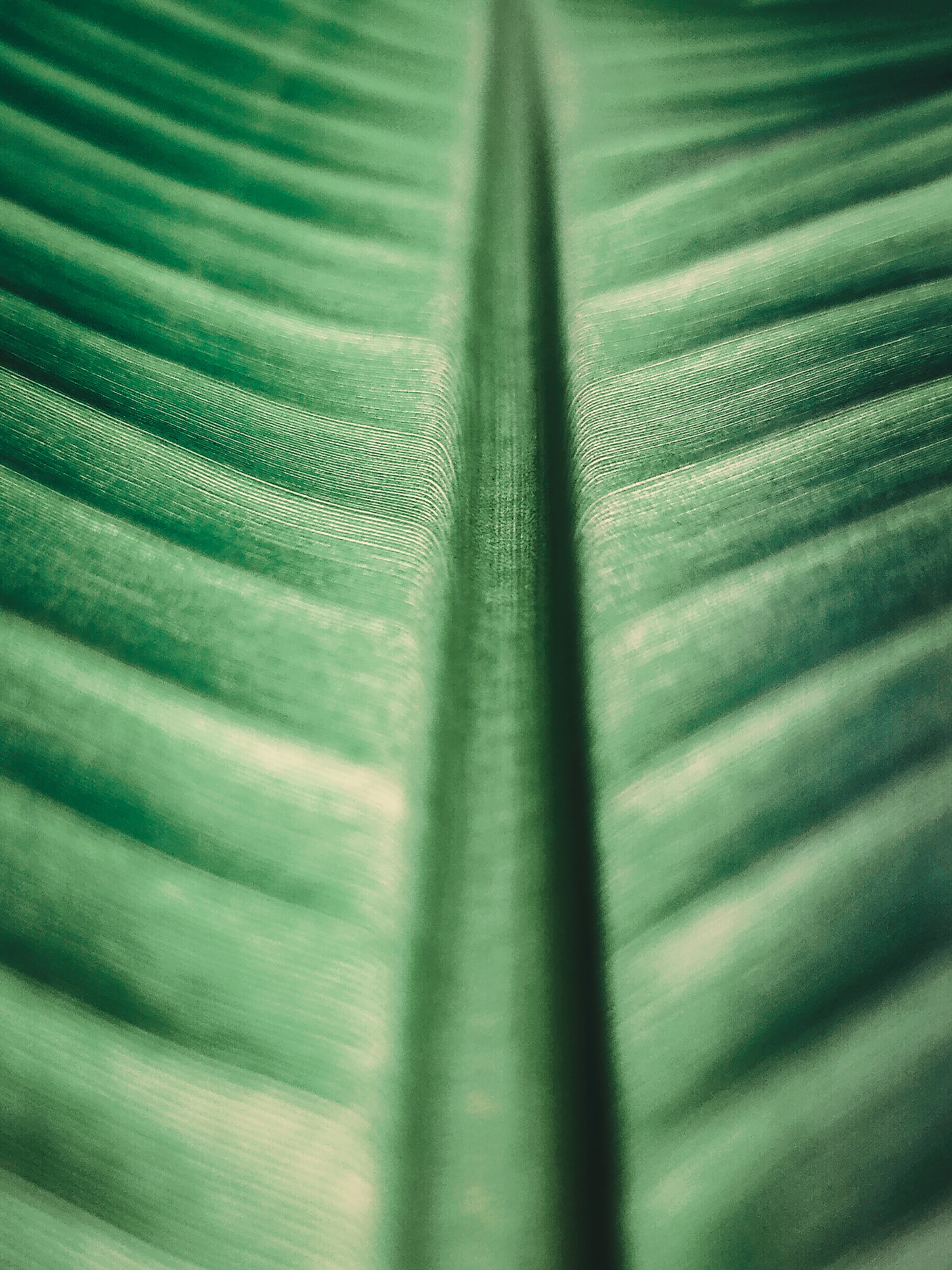 Download mobile wallpaper Macro, Veins, Surface, Leaflet for free.