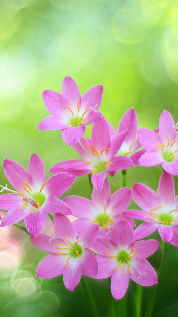 無料モバイル壁紙自然, フラワーズ, 花, 地球, ボケ, ピンクの花をダウンロードします。