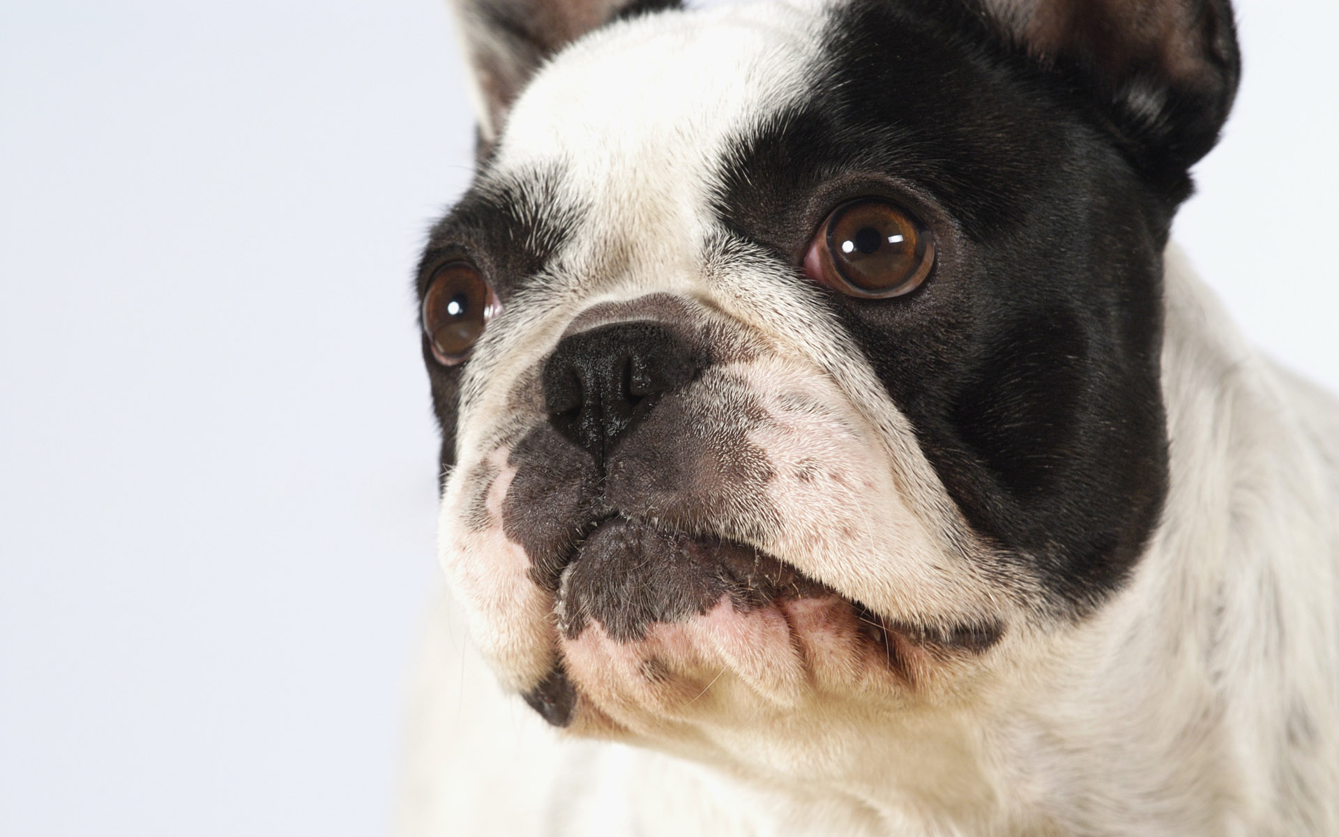 218842 descargar fondo de pantalla animales, bulldog francés, perros: protectores de pantalla e imágenes gratis