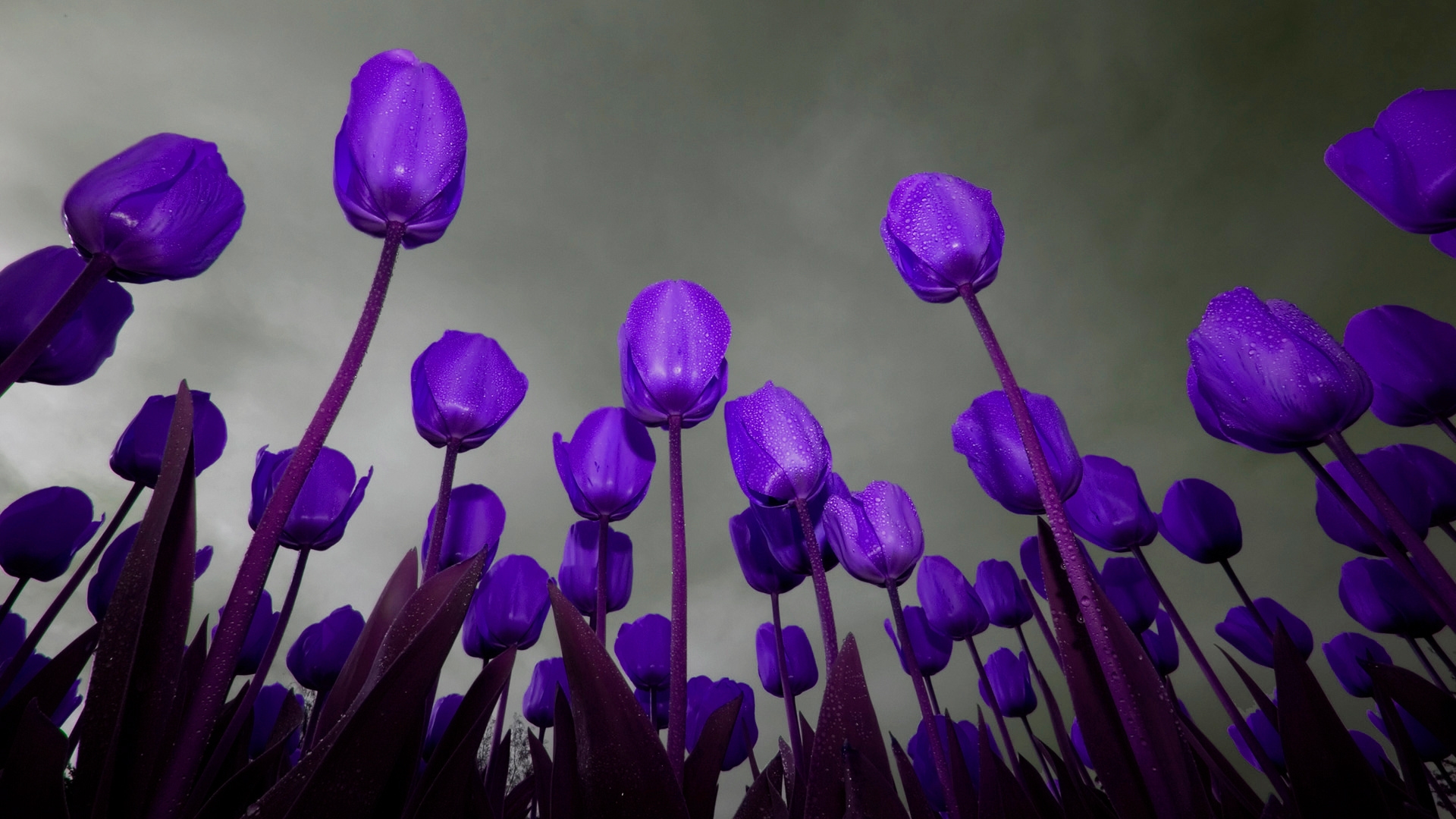 Téléchargez gratuitement l'image Tulipe, Terre/nature sur le bureau de votre PC