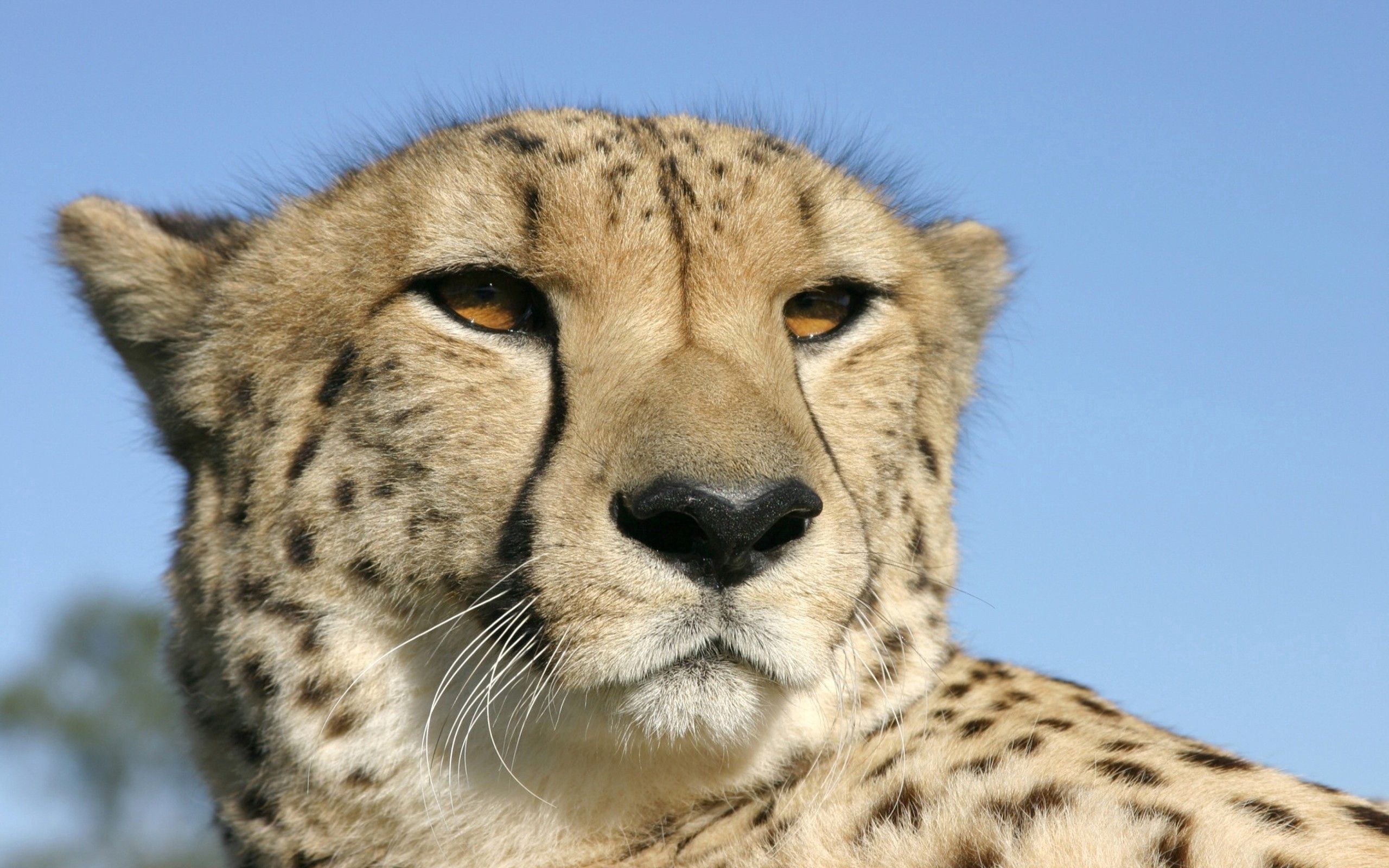 animals, cheetah, muzzle, spotted, spotty, color for android