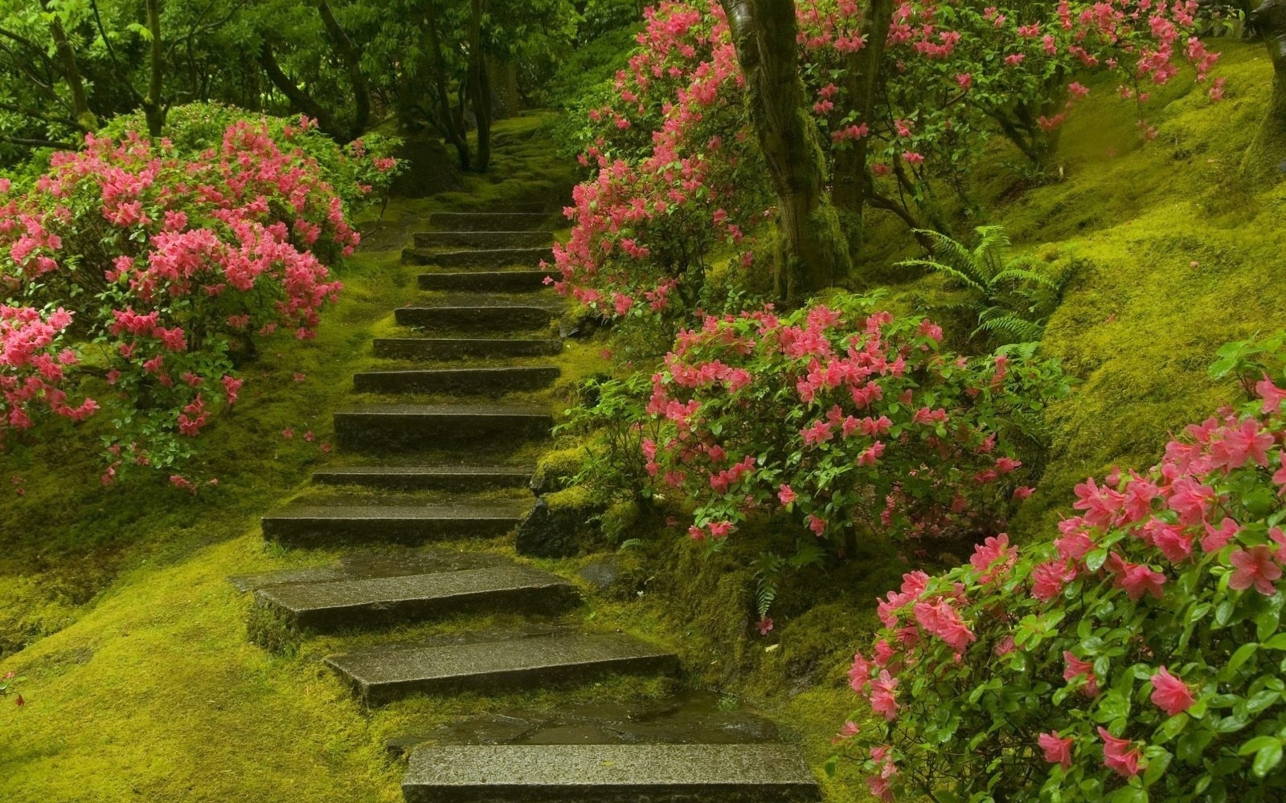 Download mobile wallpaper Flower, Stairs, Man Made for free.
