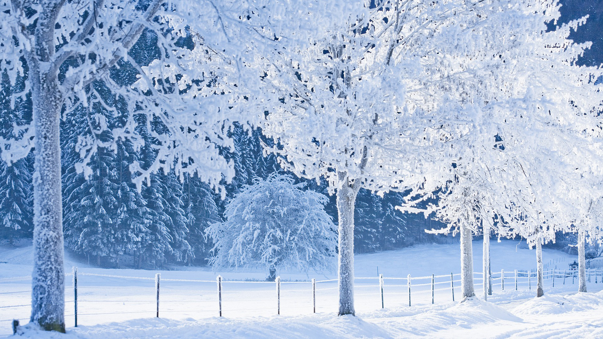 Baixar papel de parede para celular de Inverno, Neve, Terra/natureza gratuito.