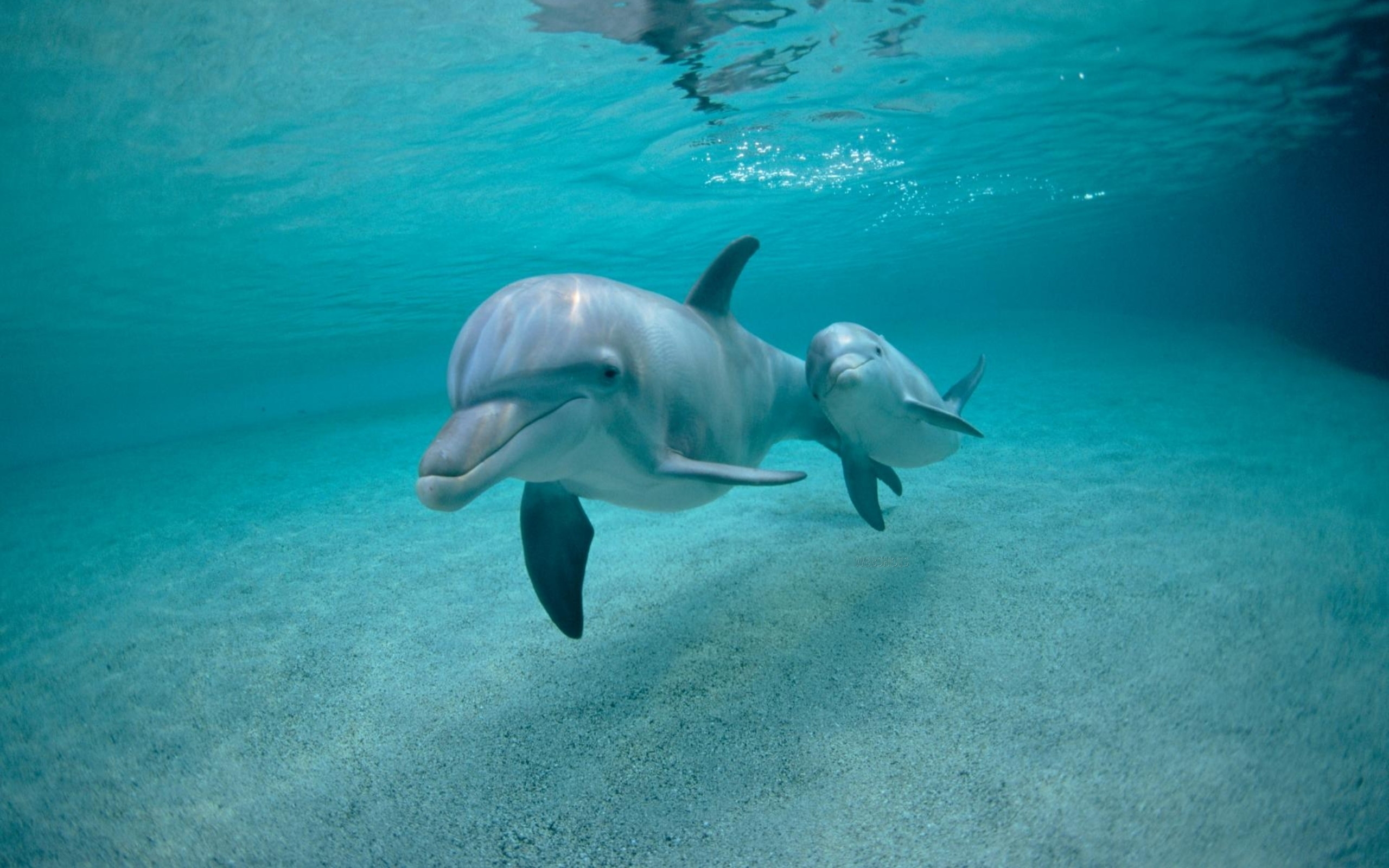 44612 baixar imagens golfinhos, animais, turquesa - papéis de parede e protetores de tela gratuitamente
