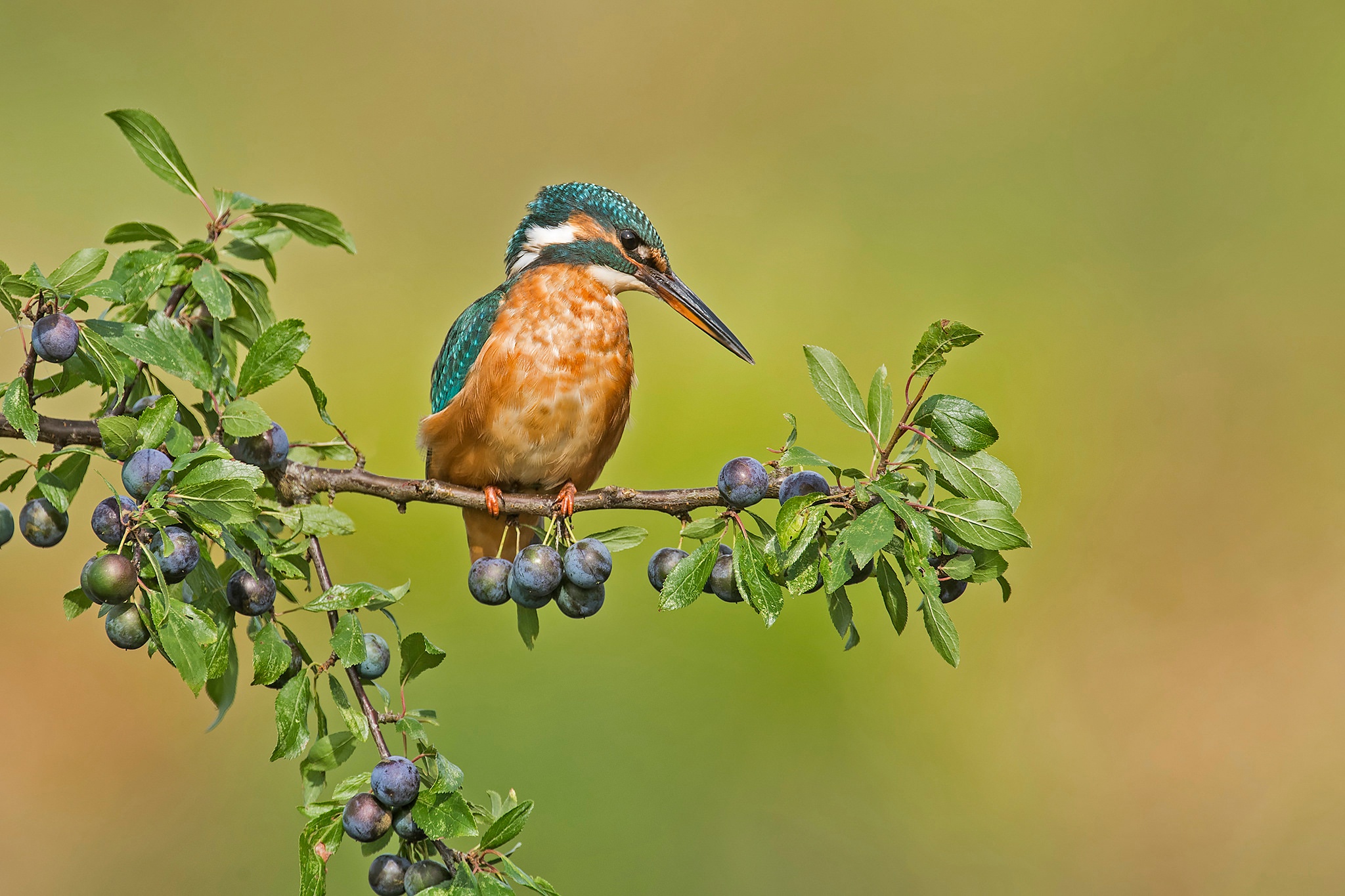 Descarga gratuita de fondo de pantalla para móvil de Animales, Martín Pescador, Aves, Ave.