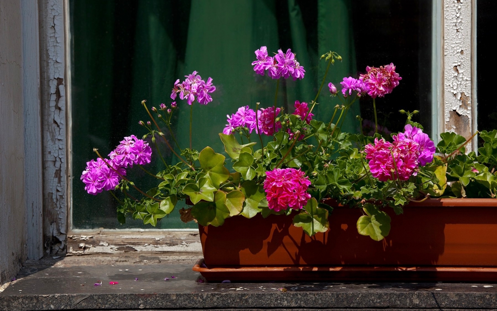 Téléchargez des papiers peints mobile Fleurs, Plantes gratuitement.