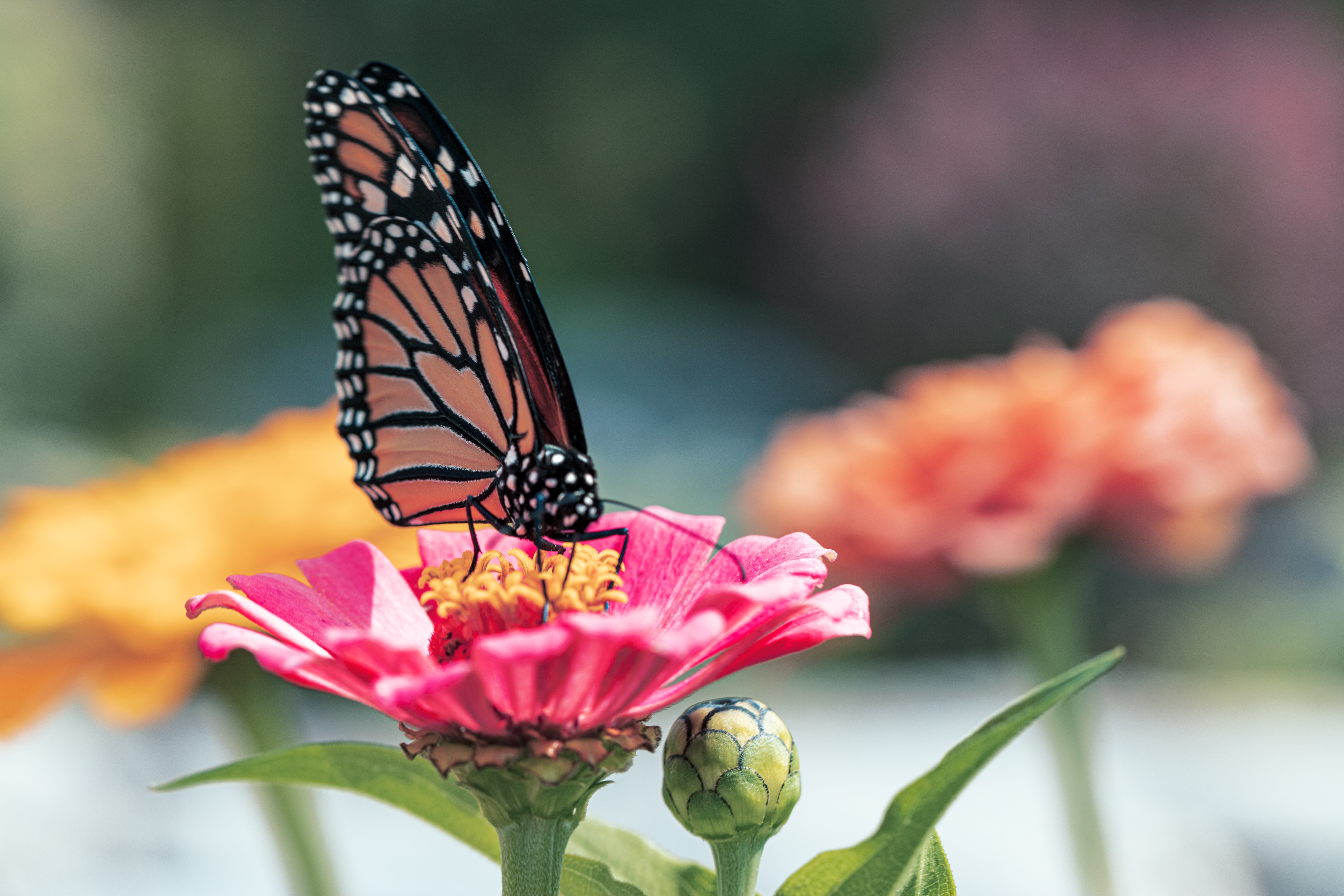 Free HD butterfly, animals, flower, petals, wings