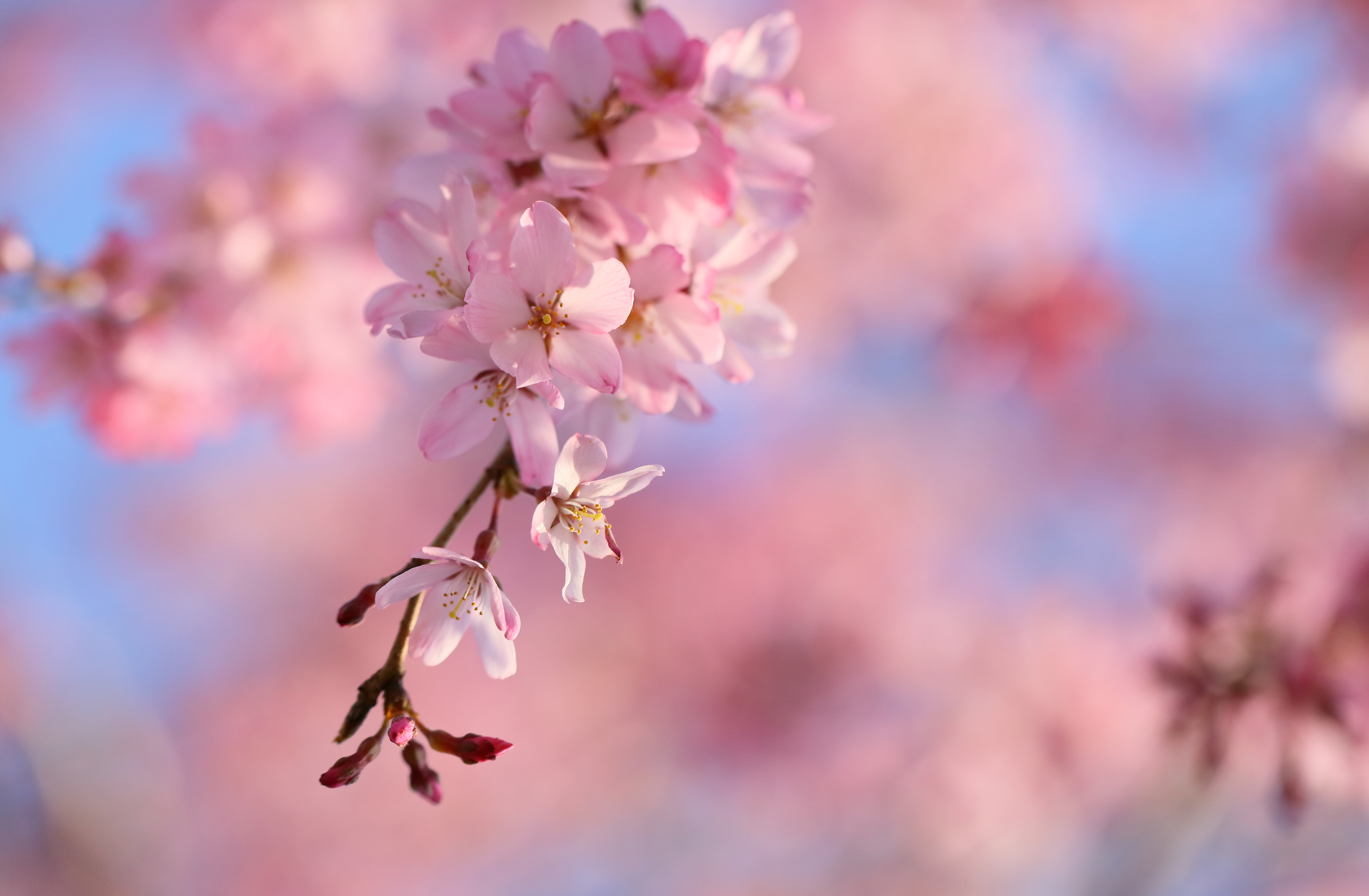 684422 завантажити шпалери весна, сакура, цвітіння сакури, земля, вишневий цвіт - заставки і картинки безкоштовно