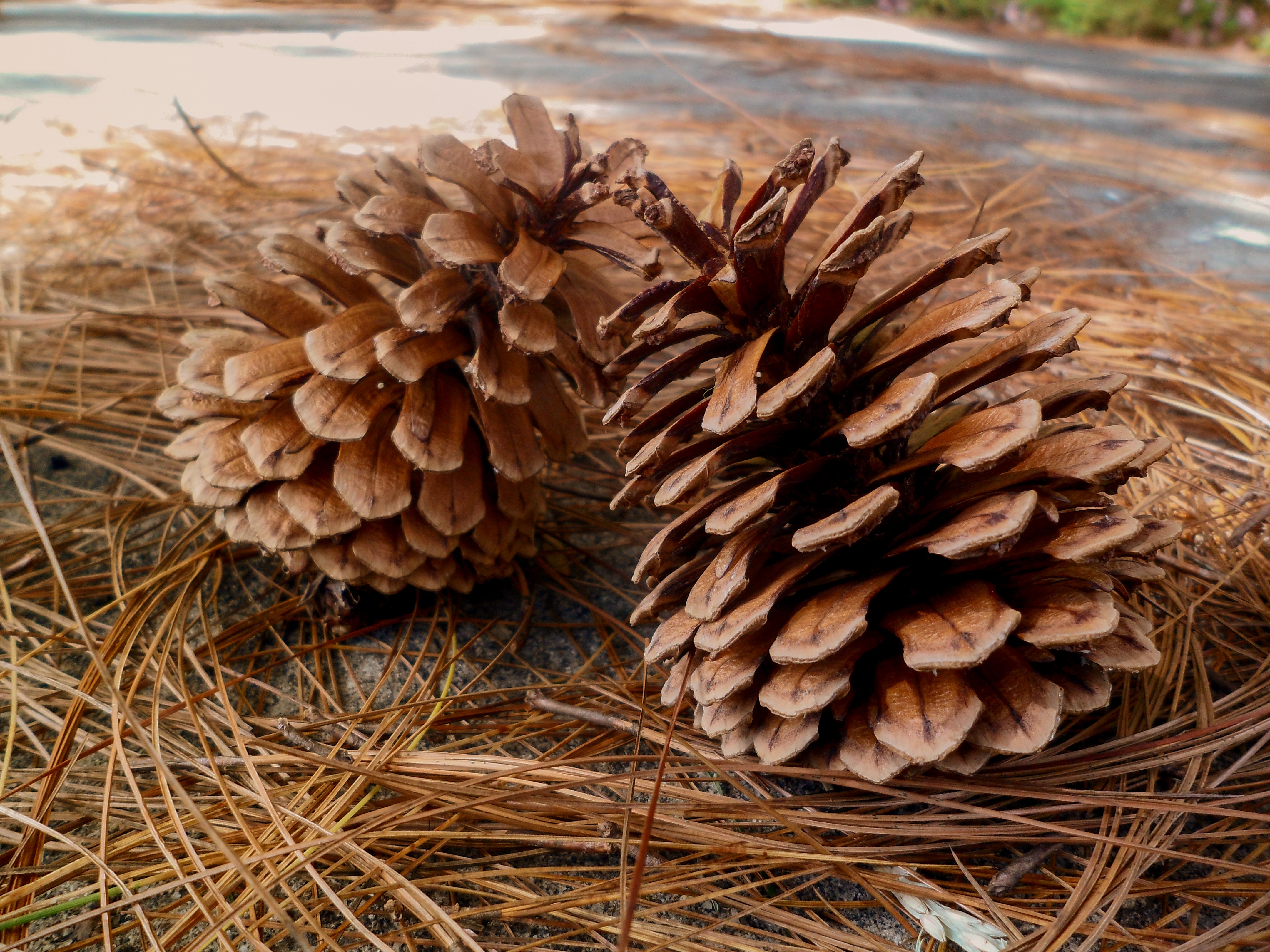 Free download wallpaper Nature, Earth, Pine Cone on your PC desktop