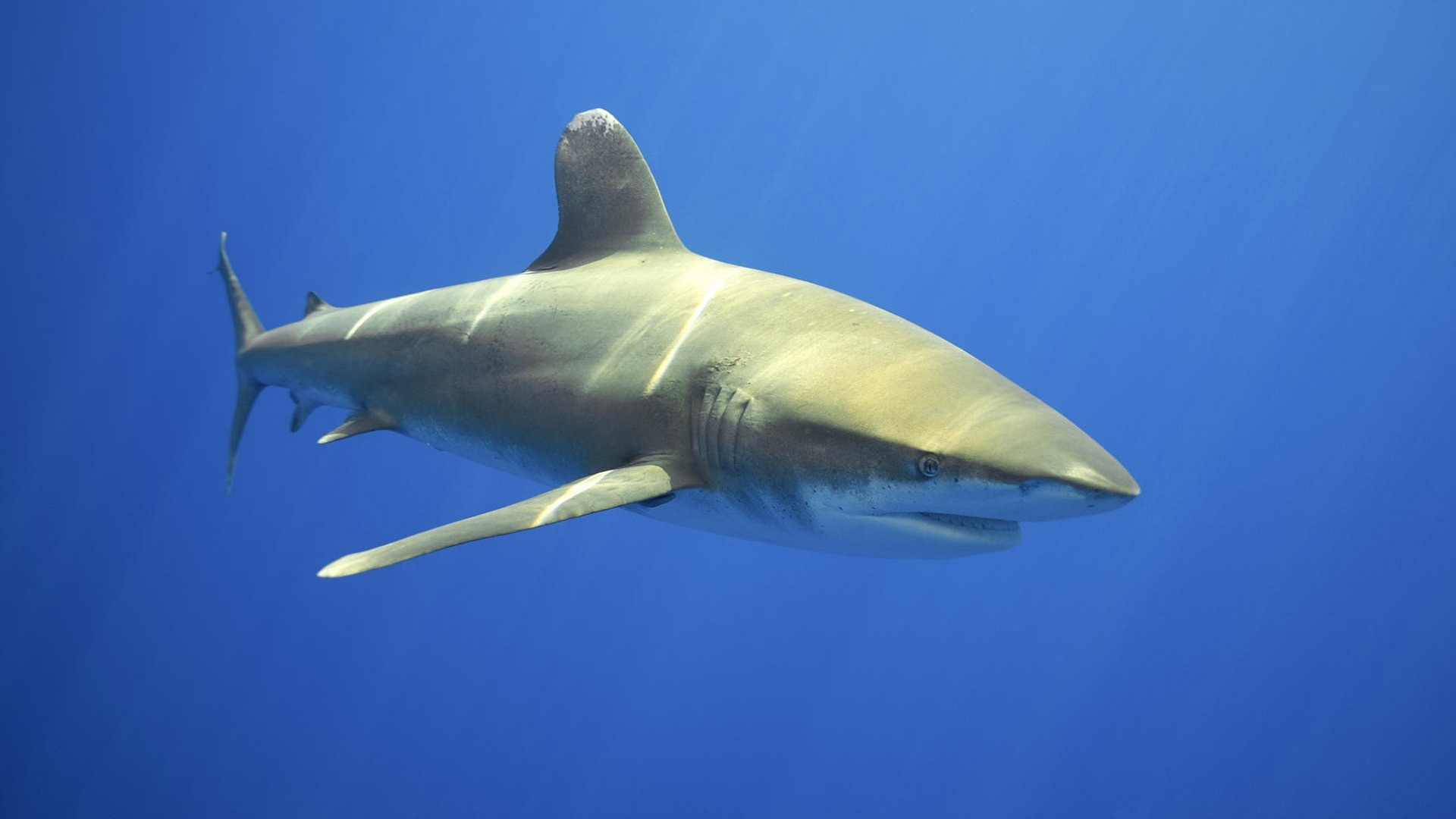 Téléchargez des papiers peints mobile Les Requins, Requin, Poisson, Sous L'eau, Océan, Animaux gratuitement.