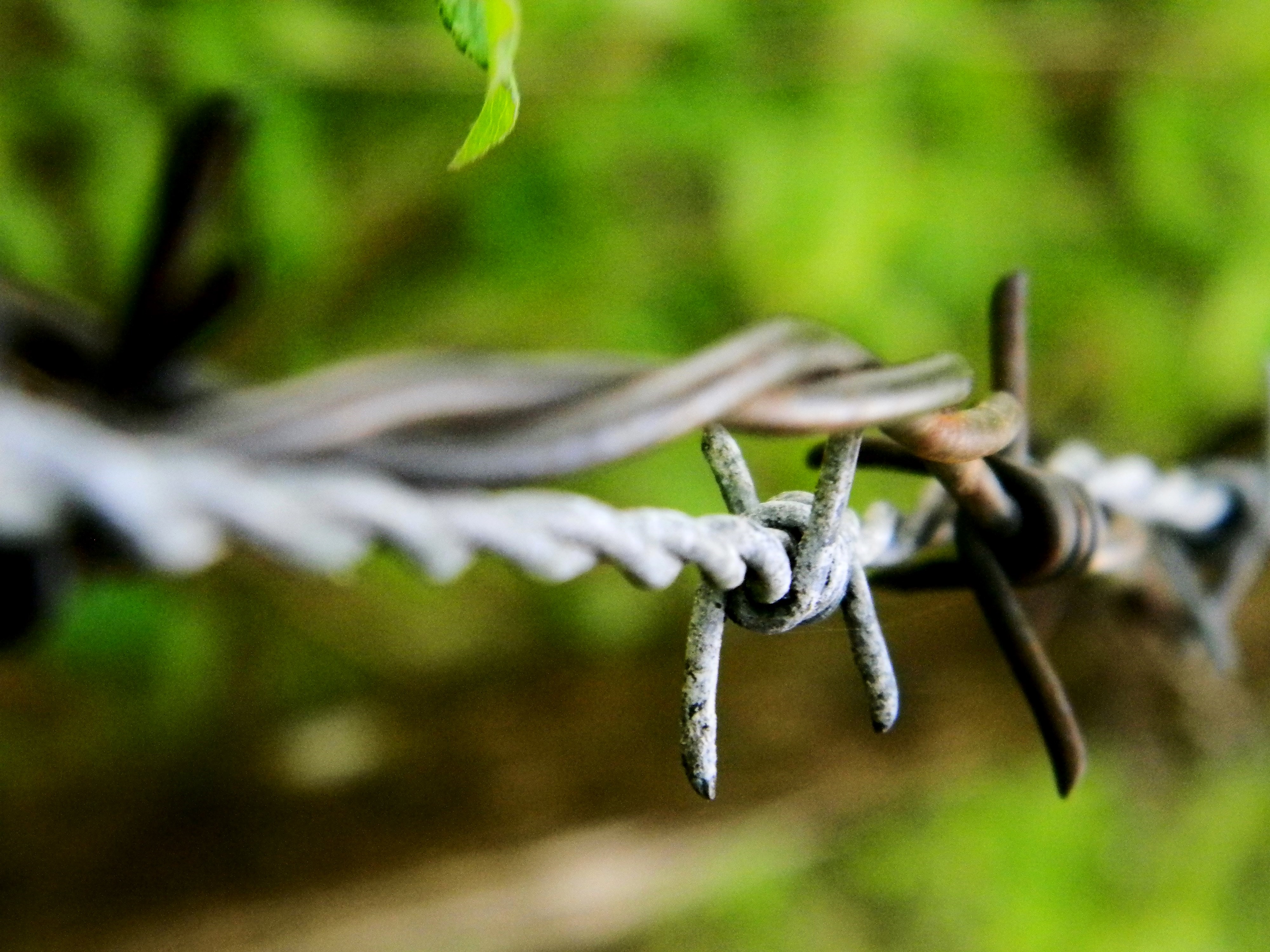 man made, barb wire, barbed wire, nature