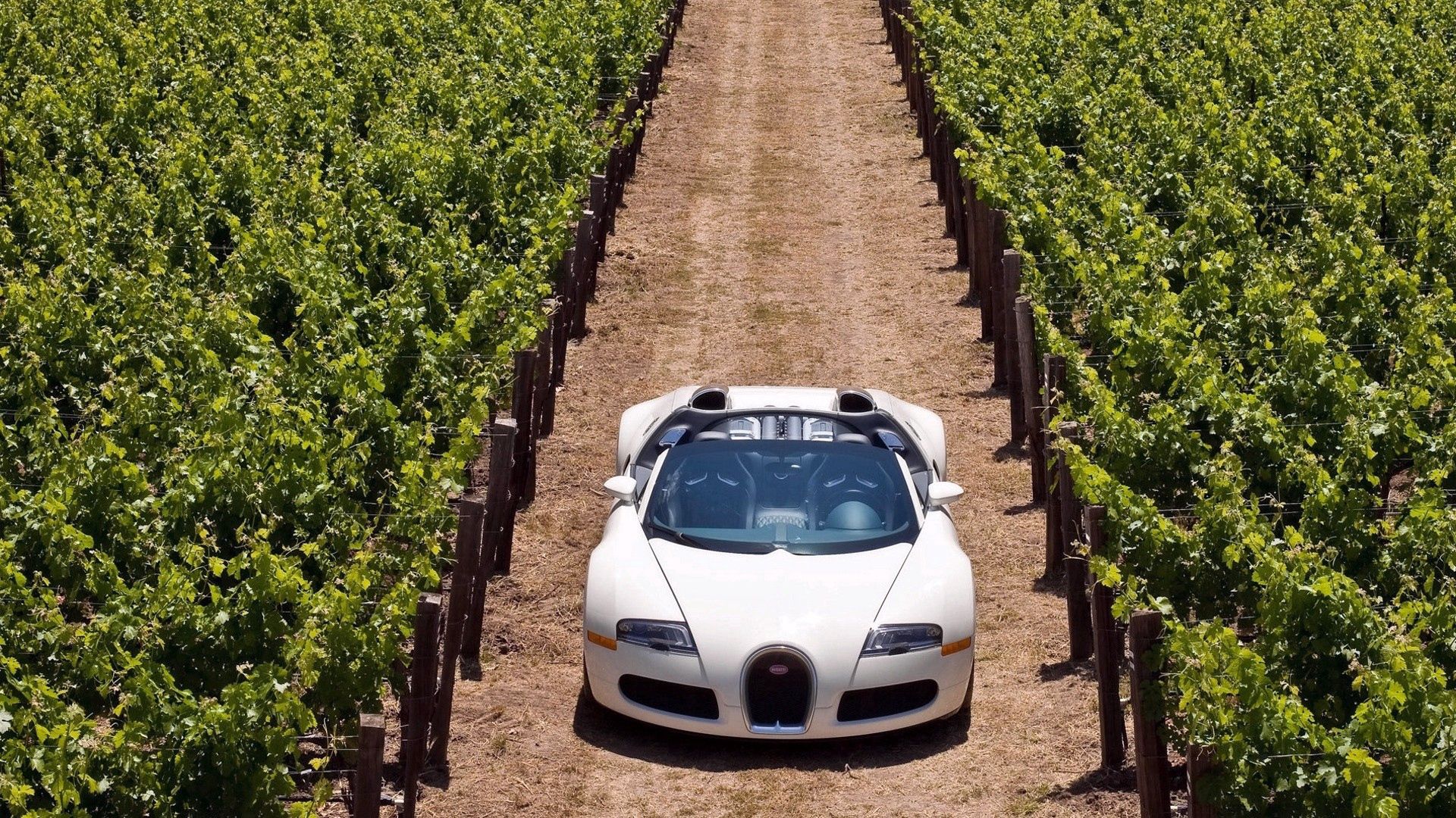 Завантажити шпалери Bugatti Veyron на телефон безкоштовно