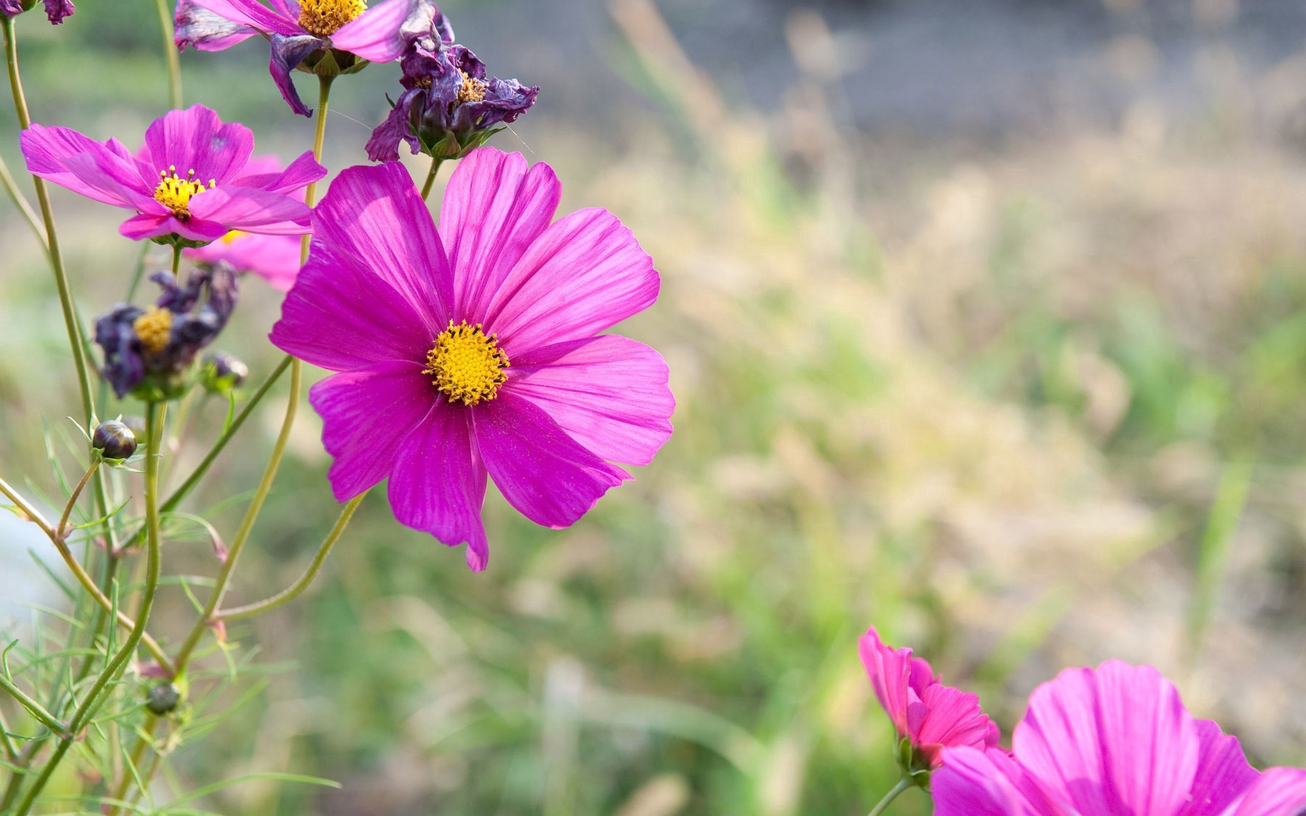 Laden Sie das Grass, Makro, Blütenblätter, Blumen, Rosa-Bild kostenlos auf Ihren PC-Desktop herunter