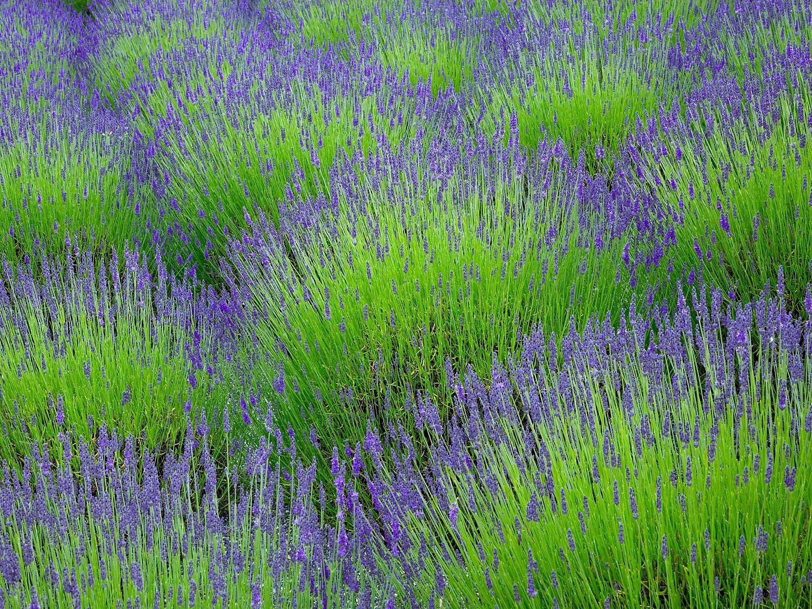 Download PC Wallpaper flowers, lavender, greens, field