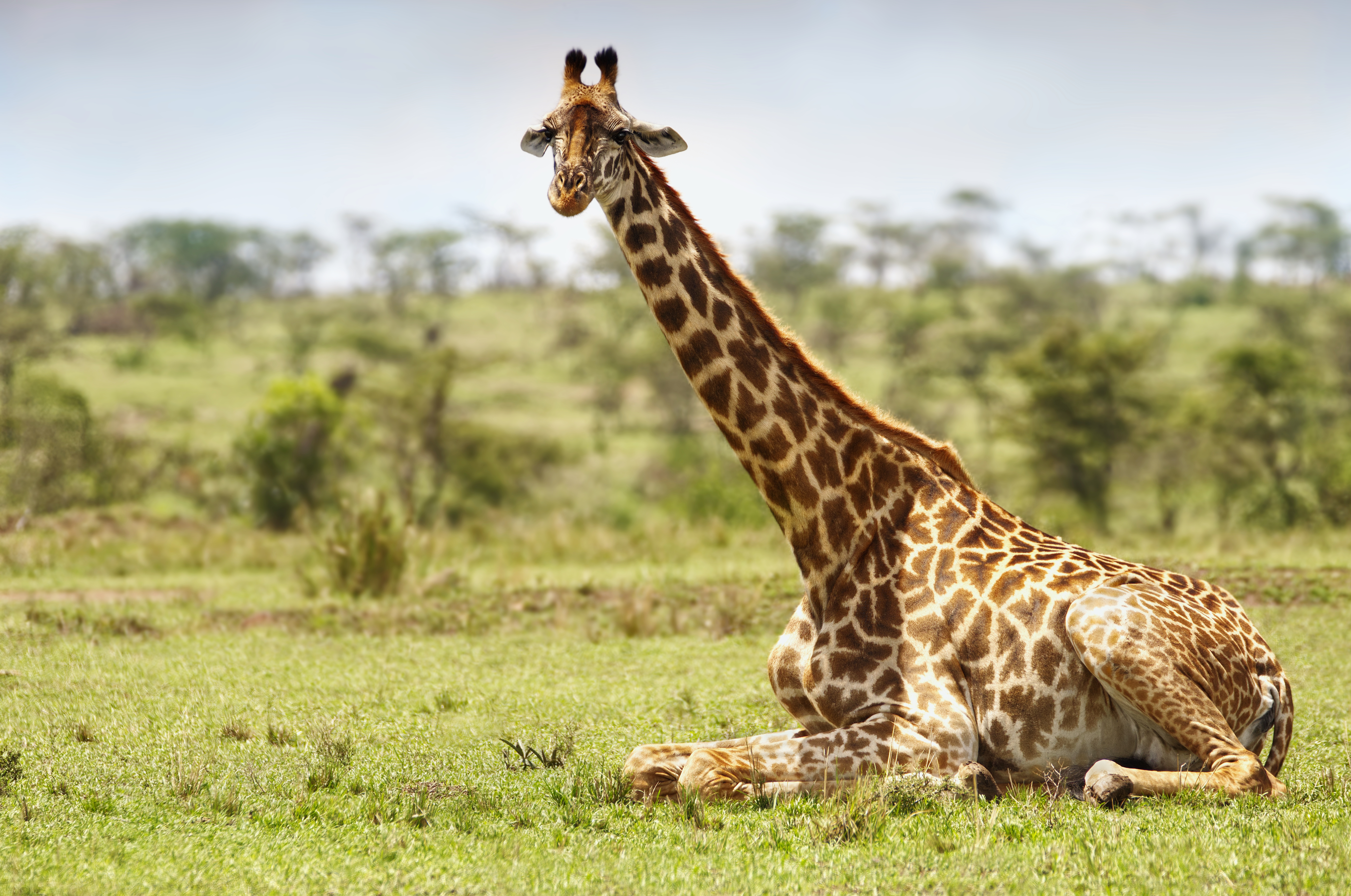 Скачать картинку Животные, Африка, Жирафа, Национальный Заповедник Масаи Мара в телефон бесплатно.
