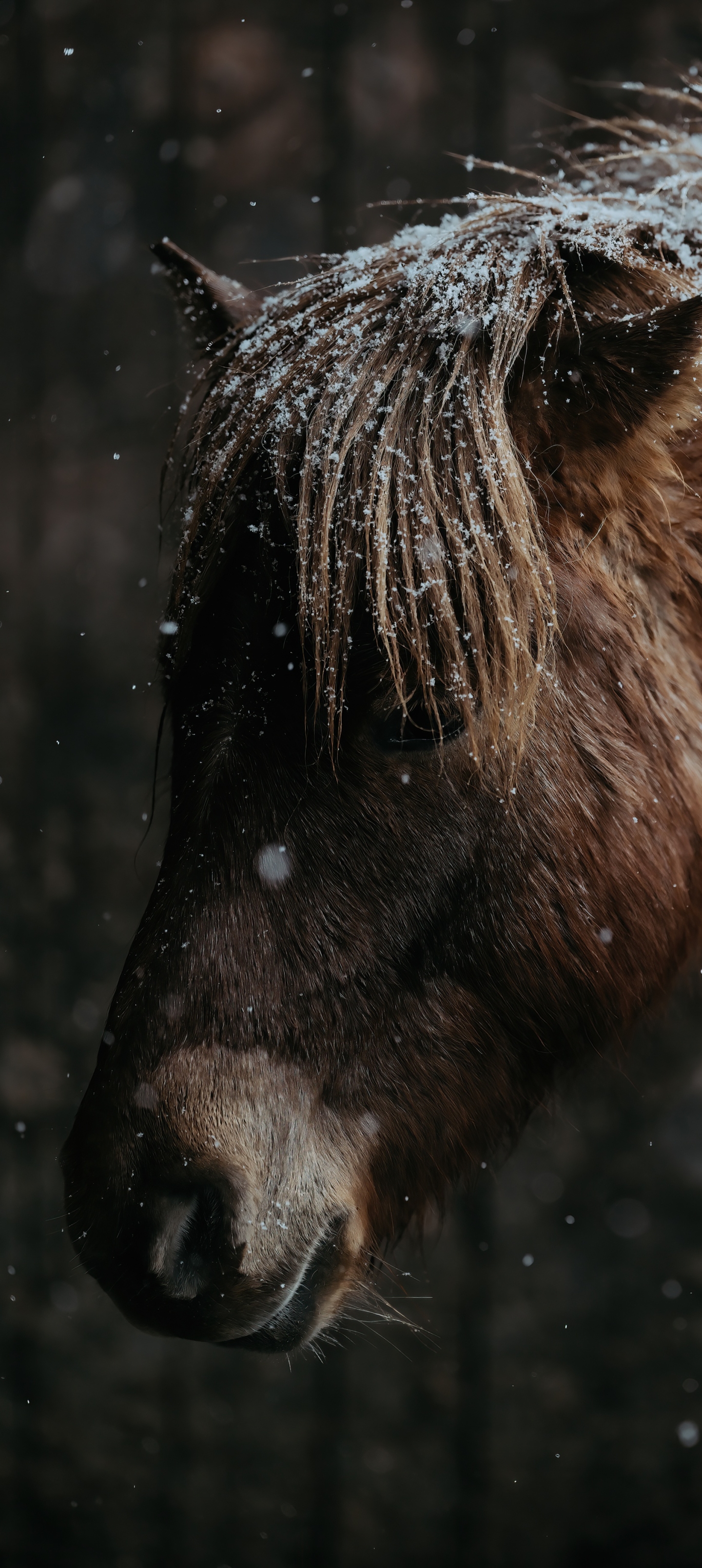 Download mobile wallpaper Animal, Horse for free.