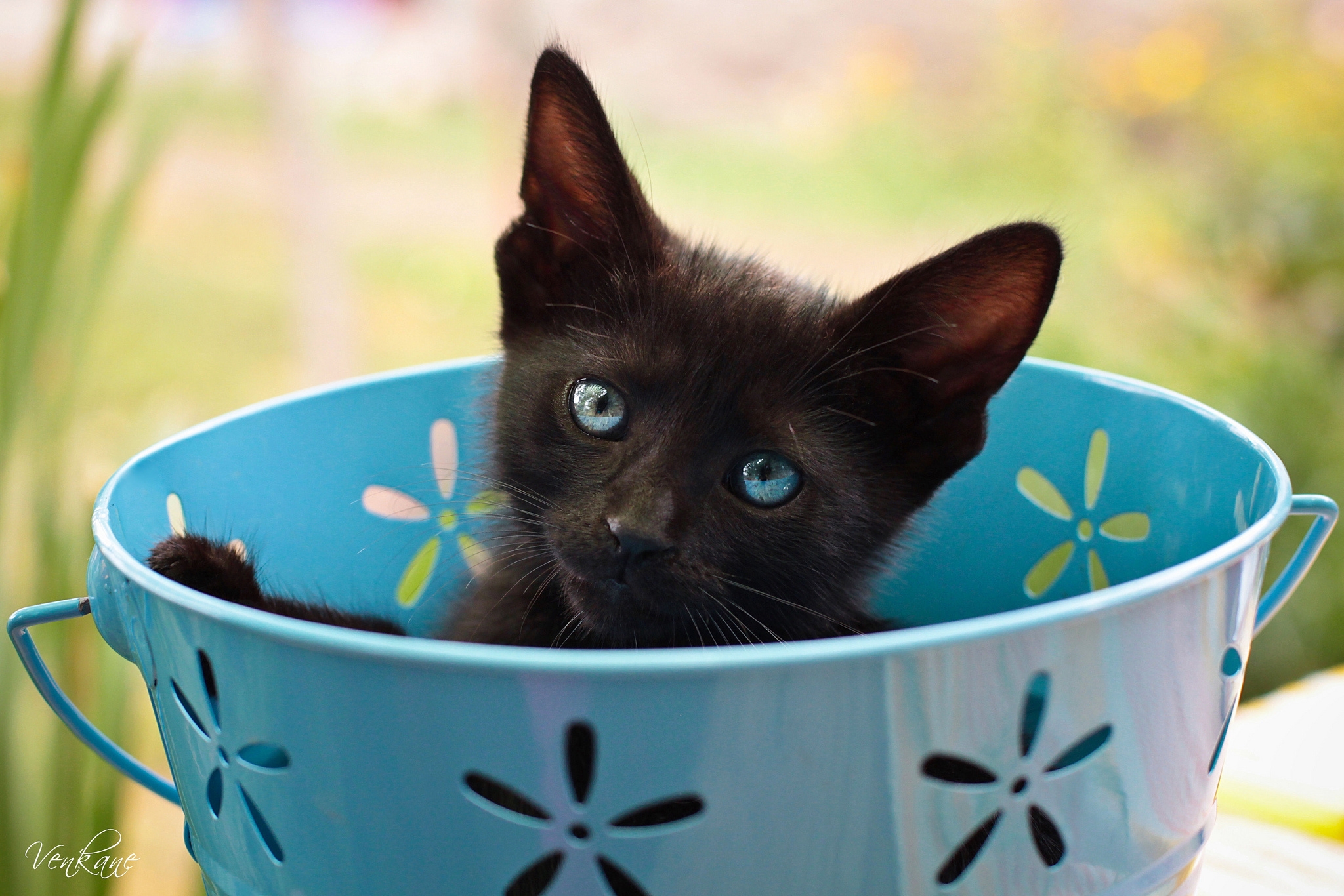 cat, animals, kitty, kitten, sight, opinion, bucket
