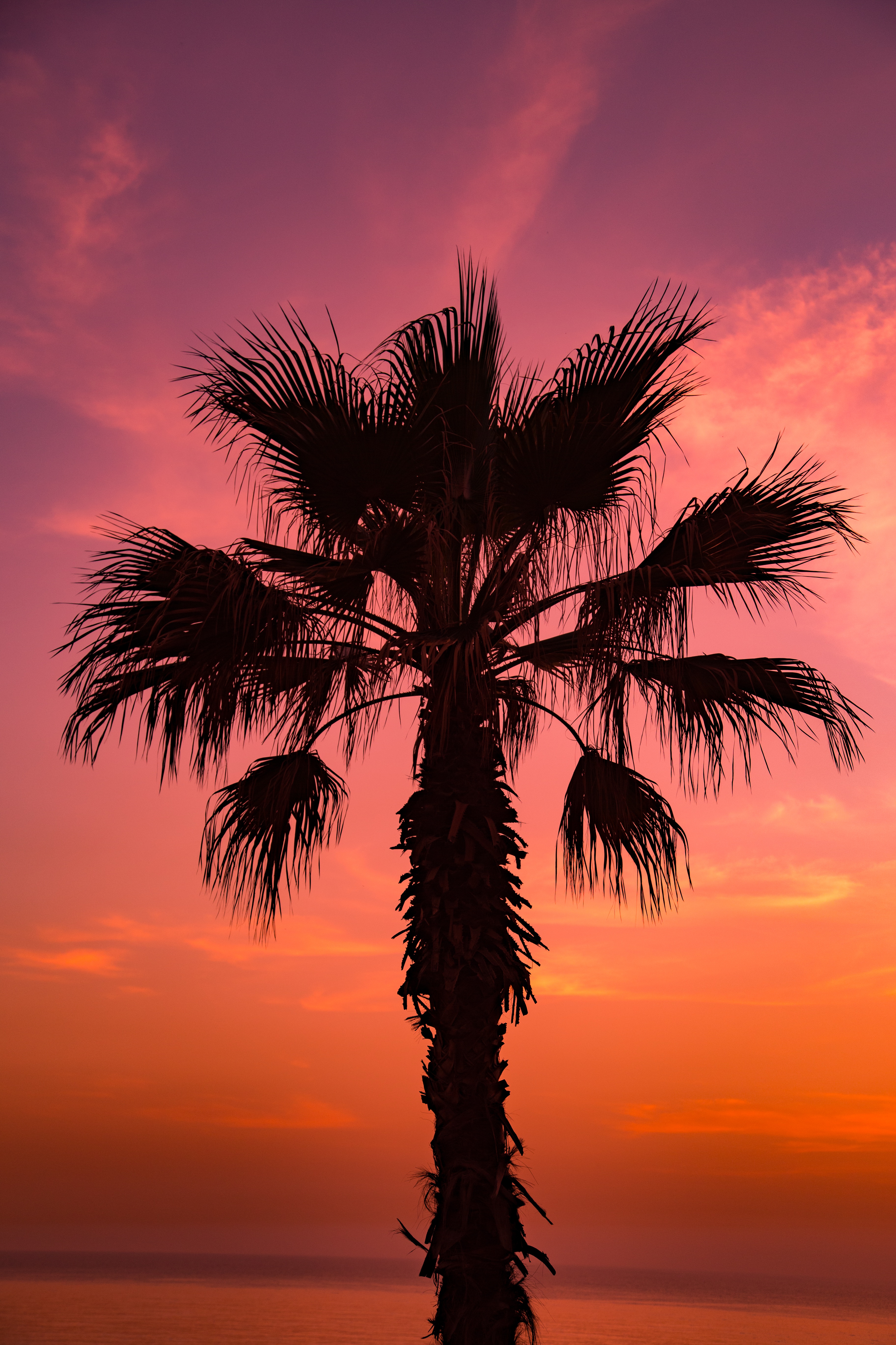 Download mobile wallpaper Branches, Sky, Palm, Sunset, Nature for free.