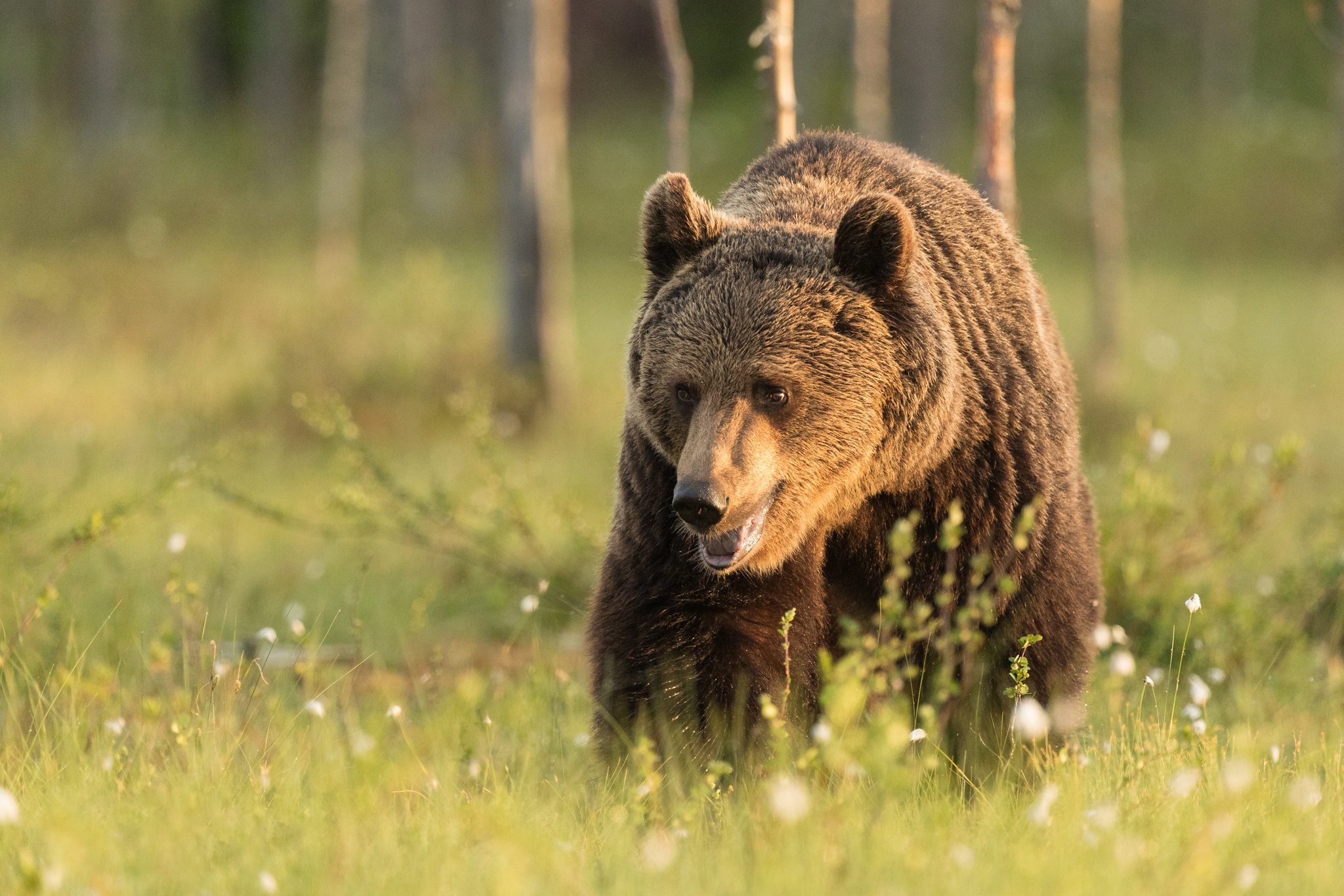 Laden Sie das Tiere, Bären, Bär-Bild kostenlos auf Ihren PC-Desktop herunter