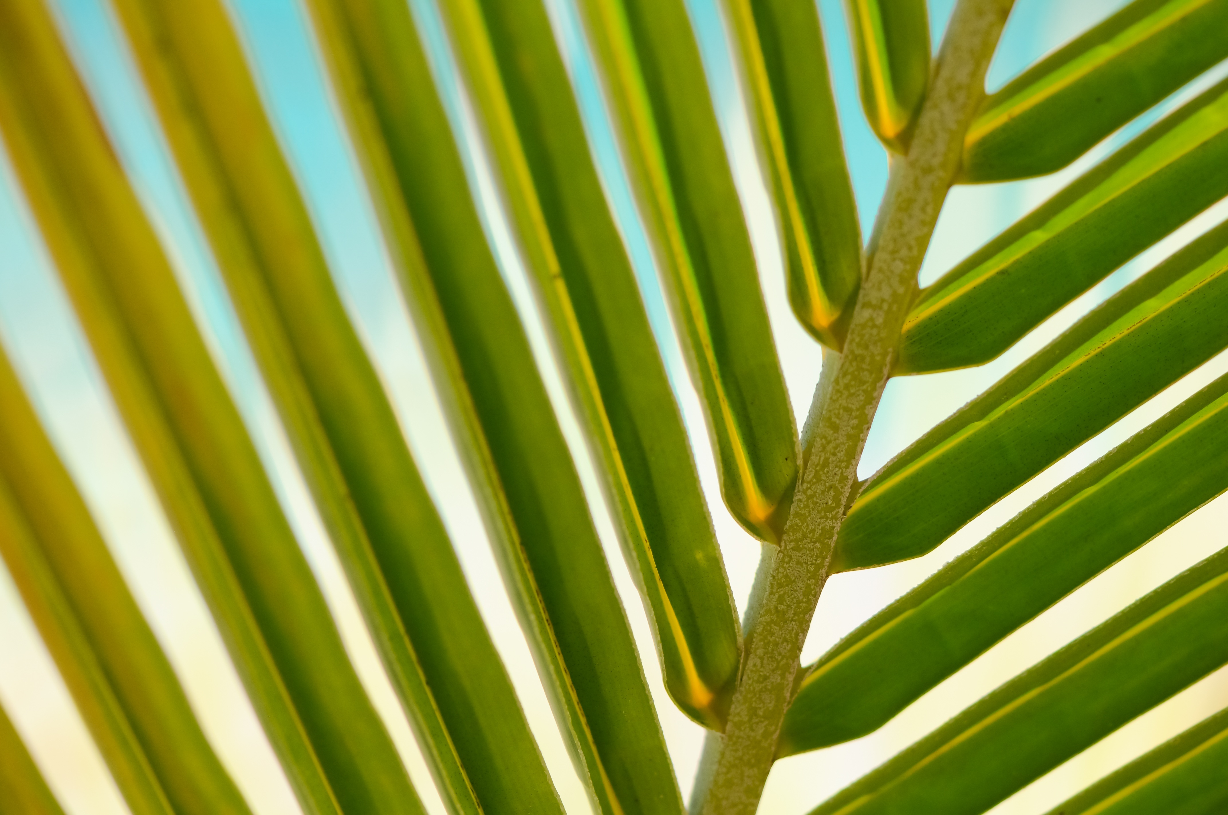 Download mobile wallpaper Close Up, Palm, Sheet, Branch, Leaf, Nature for free.