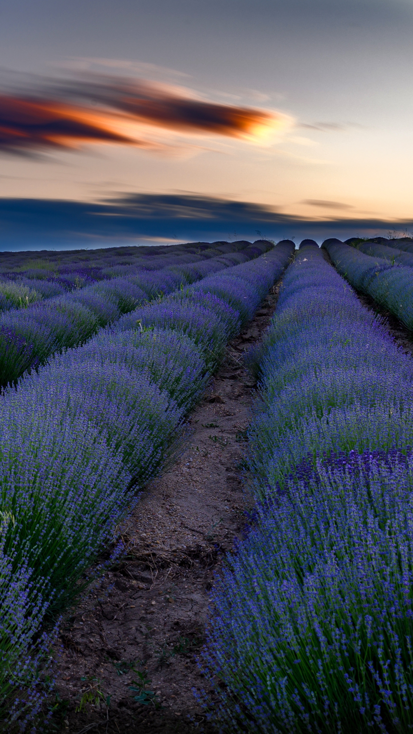 Download mobile wallpaper Nature, Flowers, Earth, Field, Lavender for free.