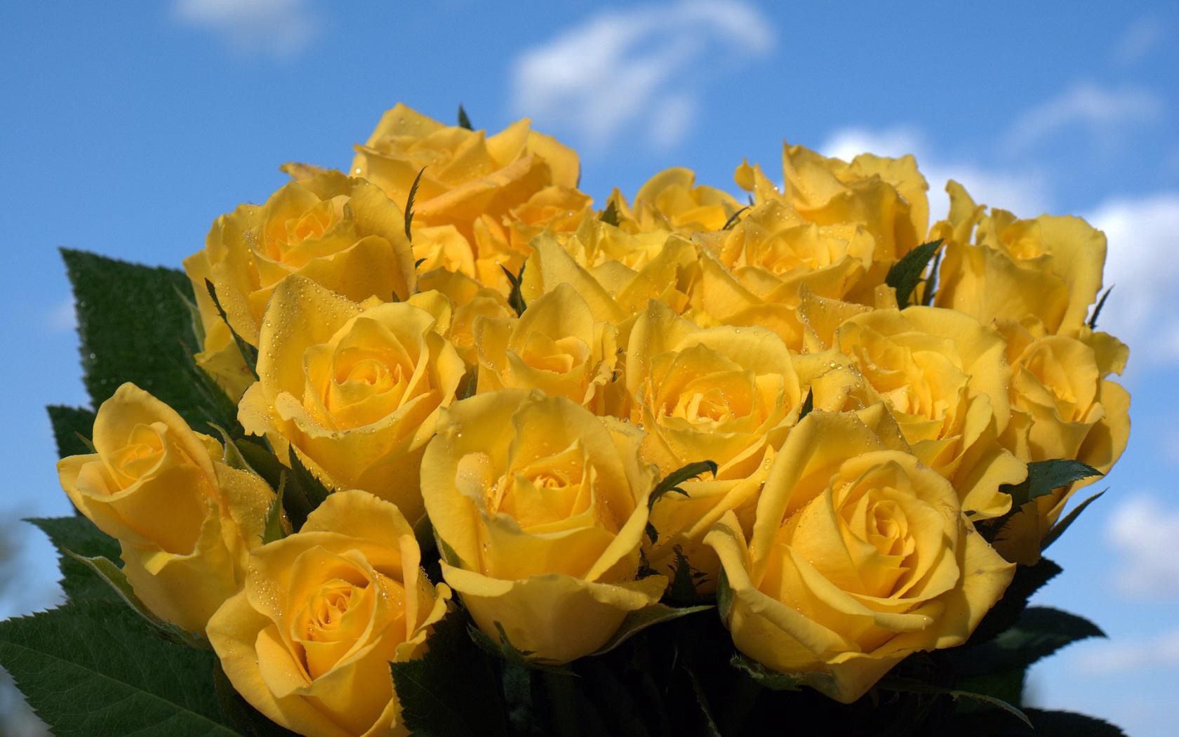 Free download wallpaper Flowers, Sky, Bouquet, Roses, Drops on your PC desktop