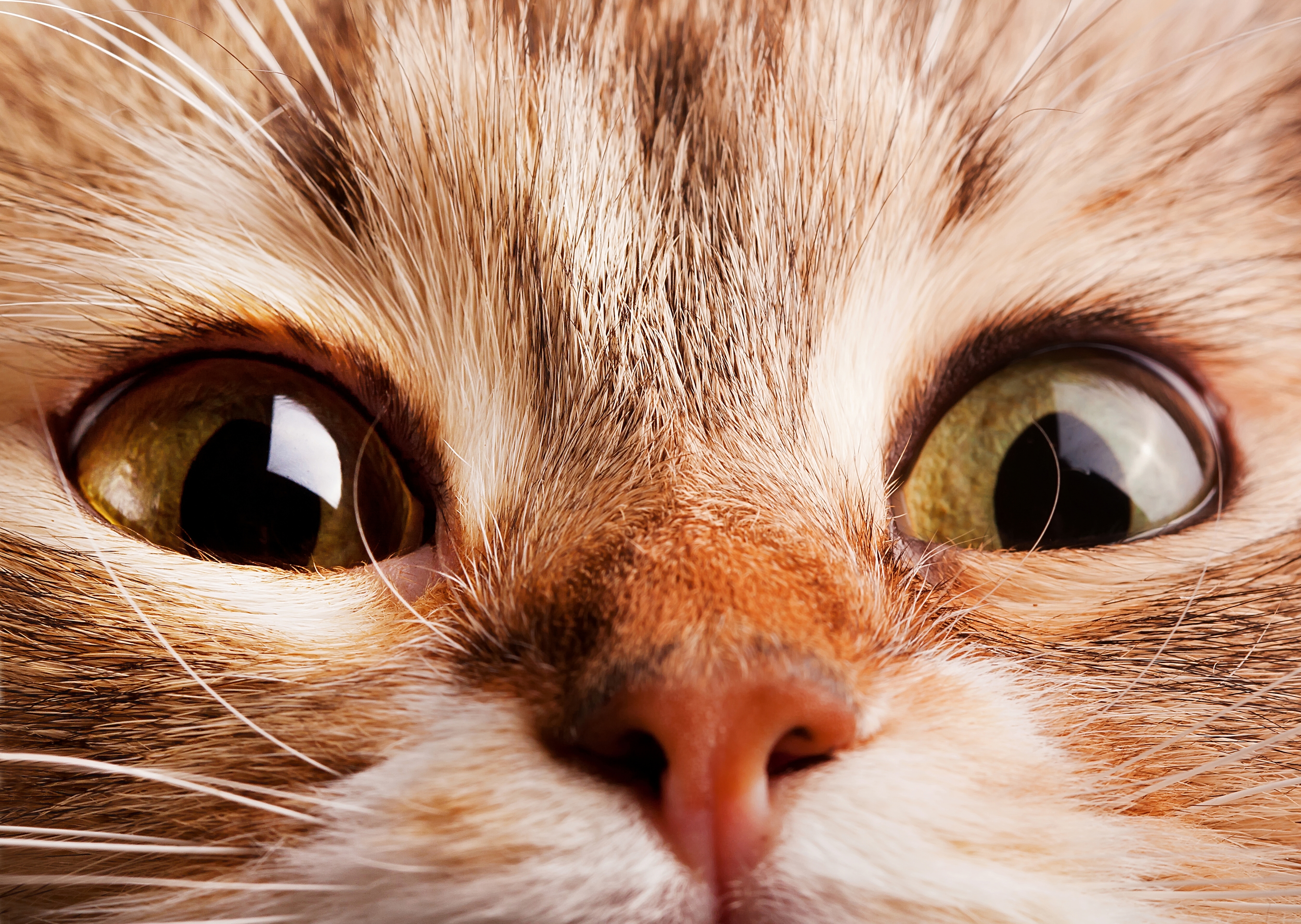 Download mobile wallpaper Macro, Eye, Cat, Cats, Animal for free.