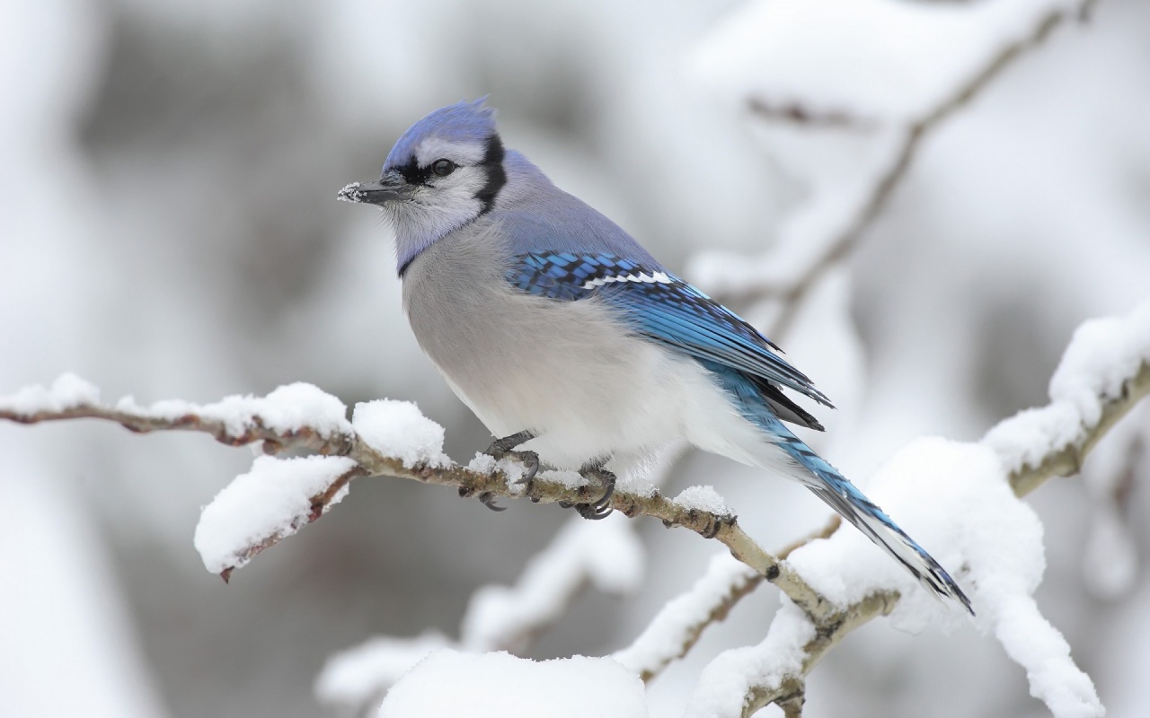 Download mobile wallpaper Bird, Animal, Blue Jay for free.