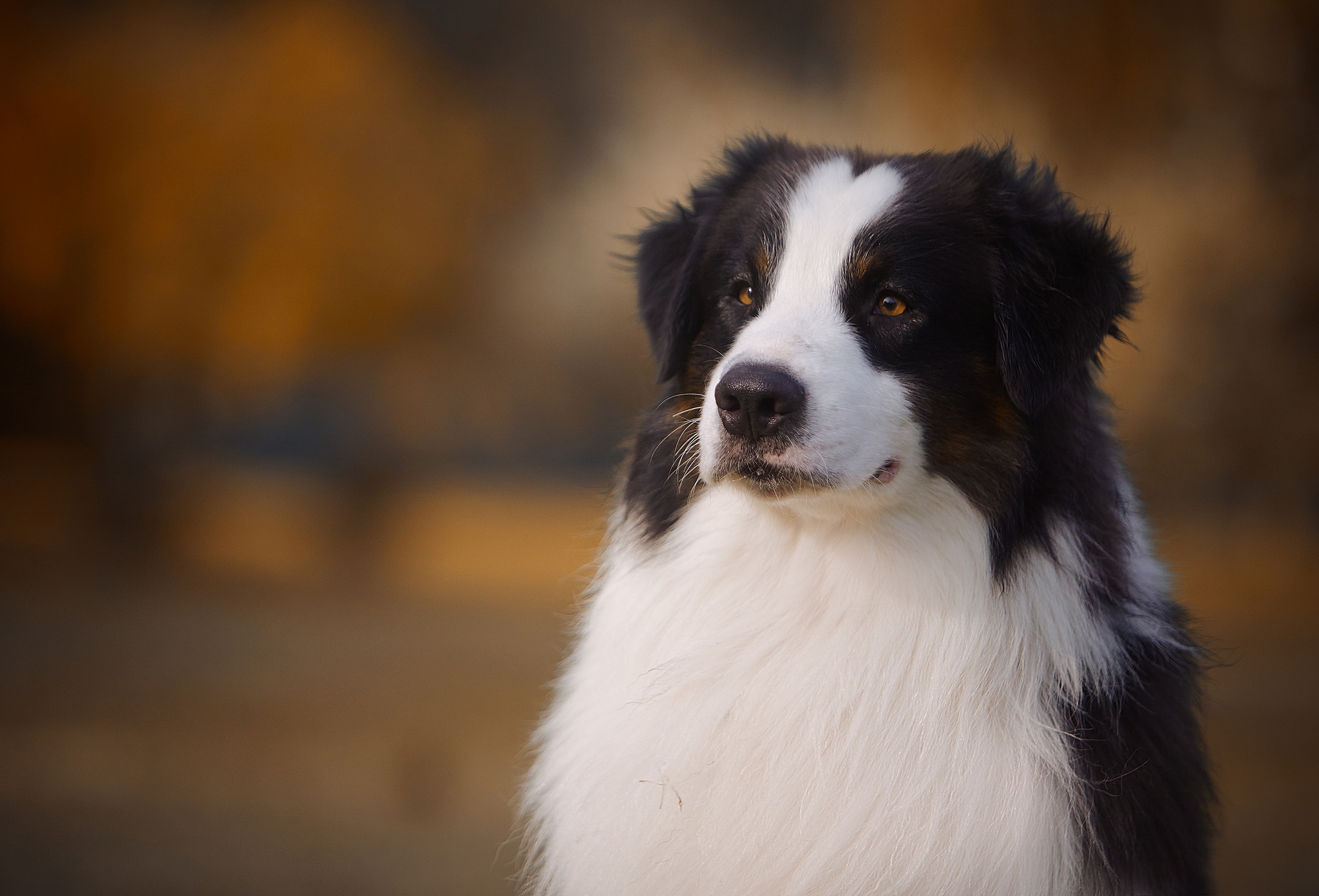 Download mobile wallpaper Dogs, Dog, Animal, Border Collie for free.