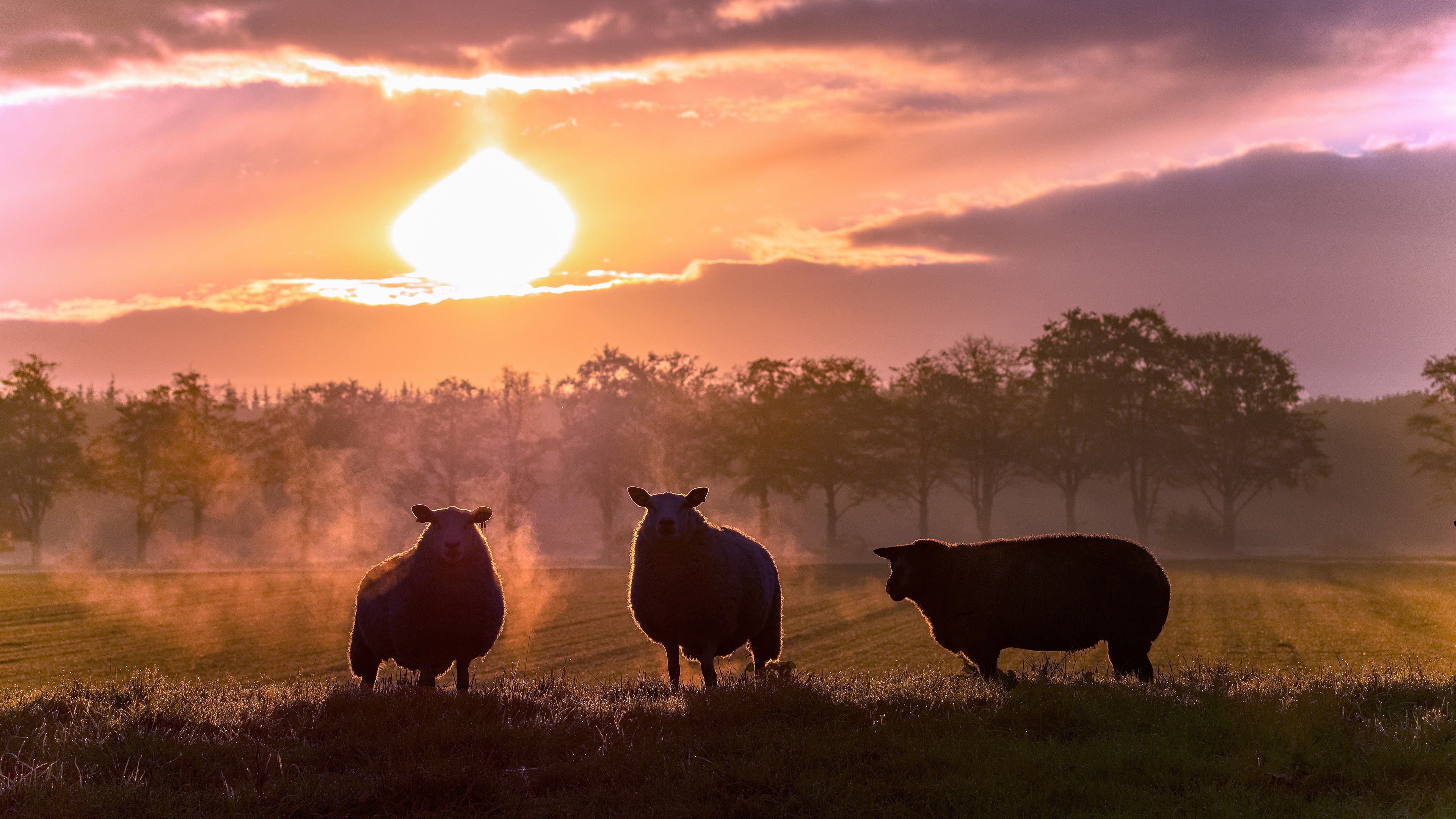 animal, sheep, pasture, sunset