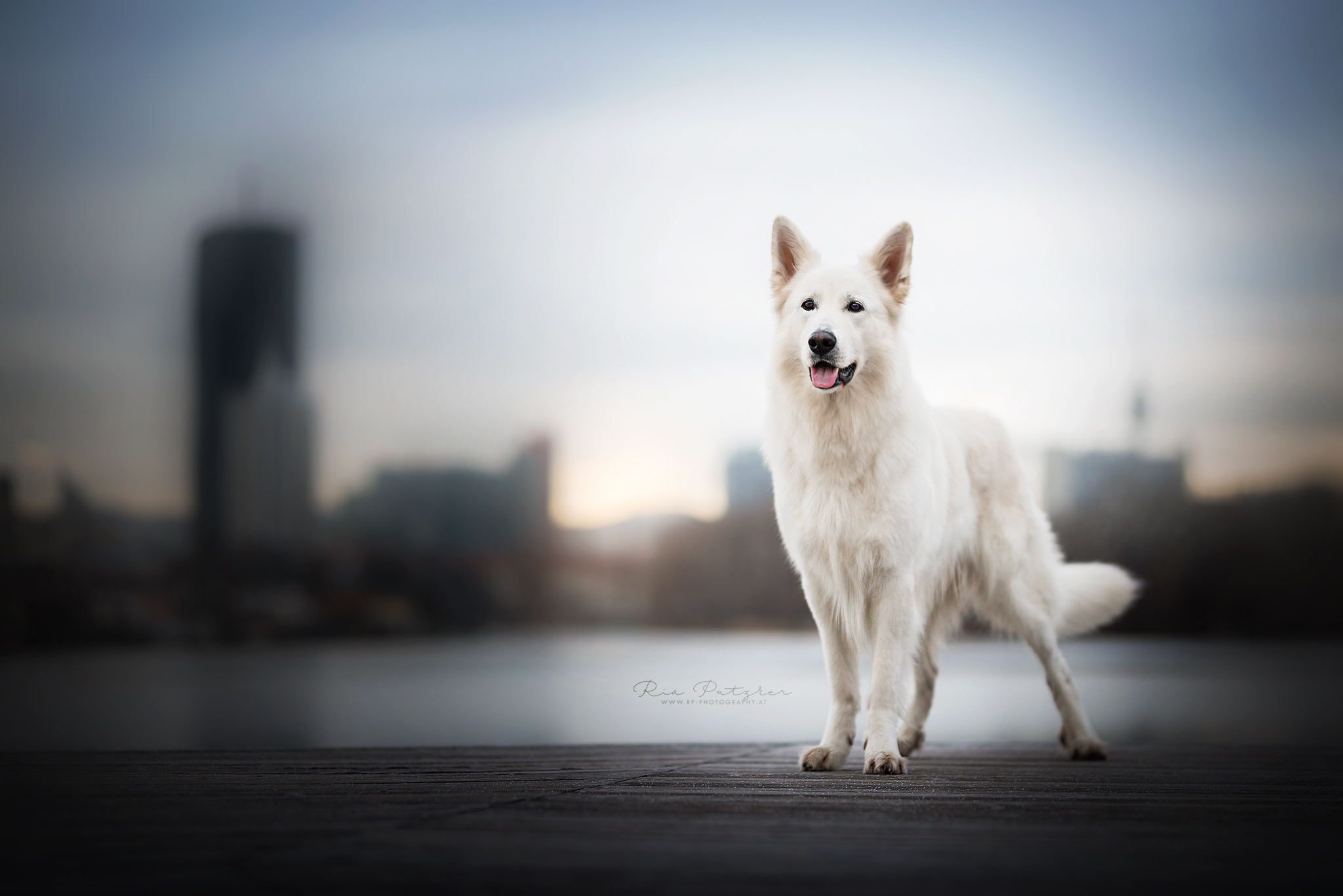 898950 descargar imagen animales, pastor blanco suizo, perro: fondos de pantalla y protectores de pantalla gratis