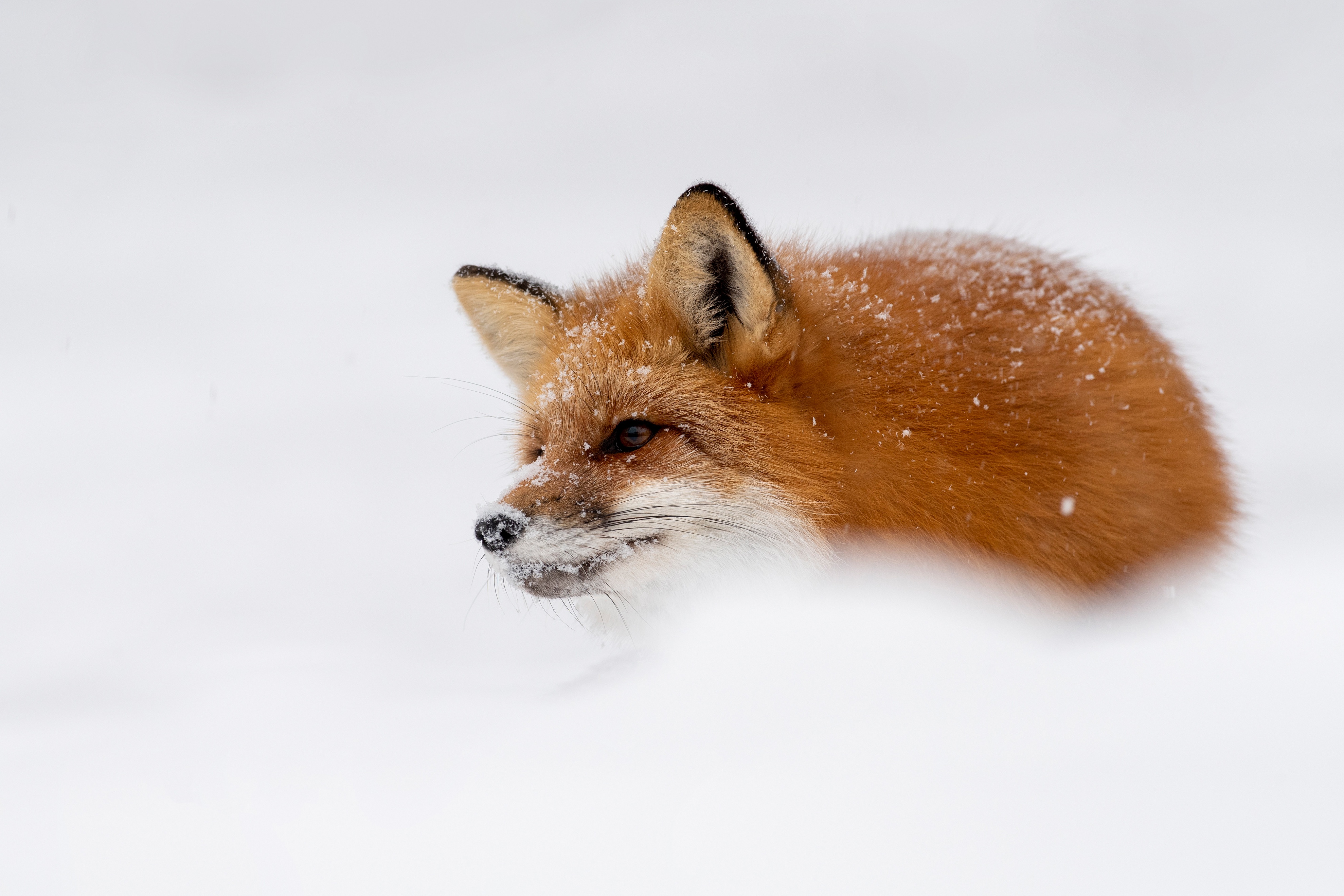 Download mobile wallpaper Winter, Snow, Fox, Animal for free.