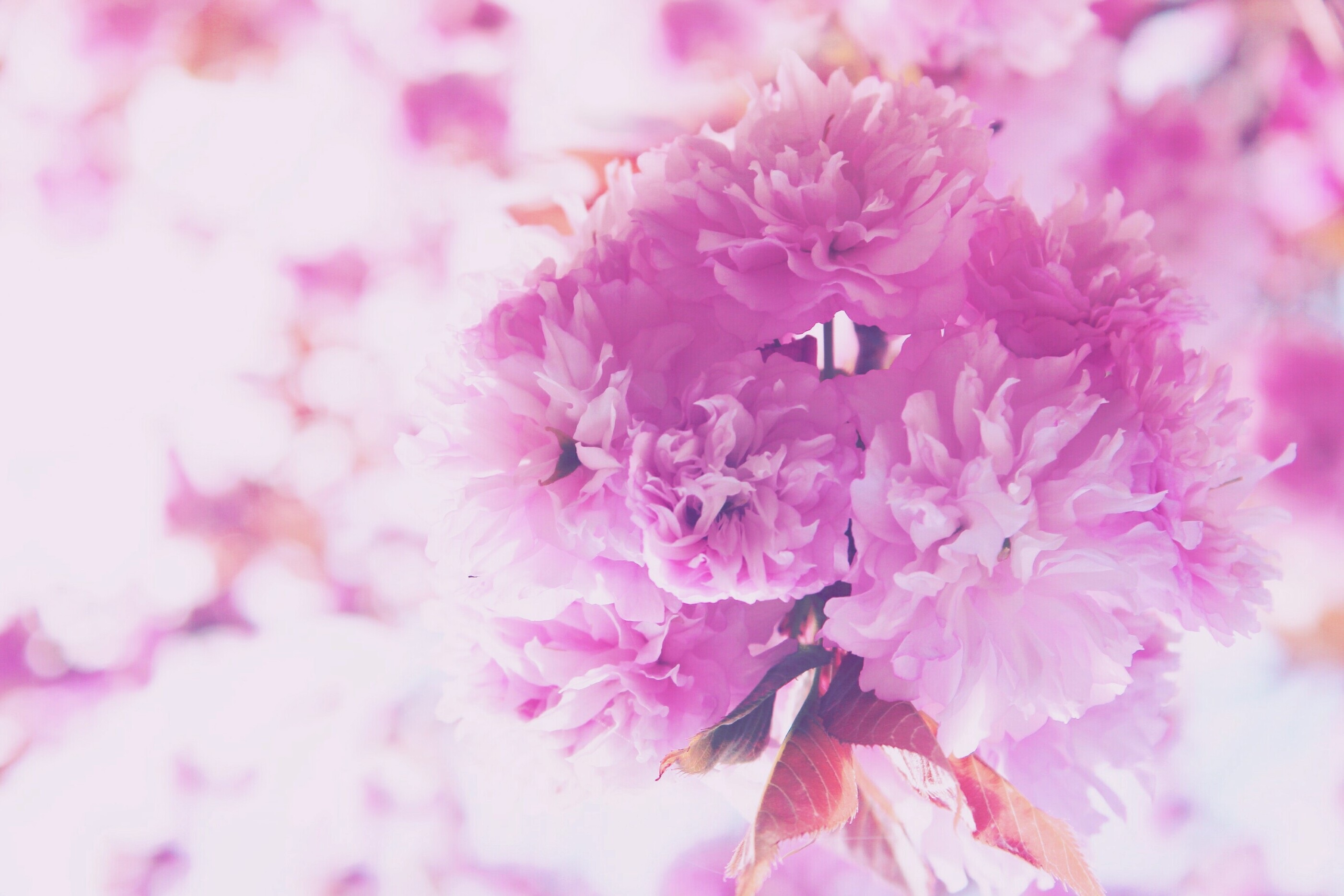 Free download wallpaper Flowers, Pink, Bouquet on your PC desktop