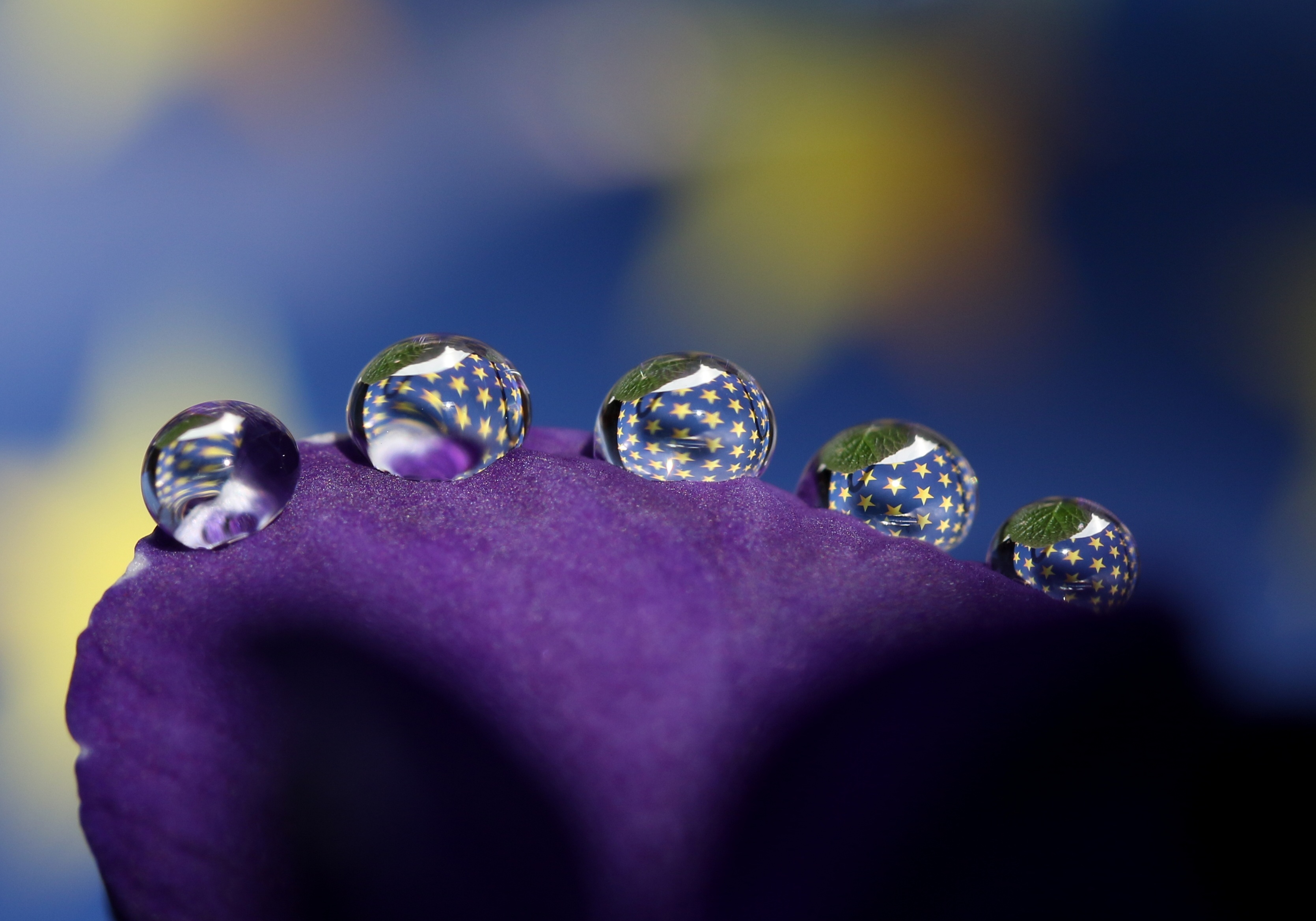 Free download wallpaper Water, Flower, Macro, Earth, Petal, Water Drop on your PC desktop