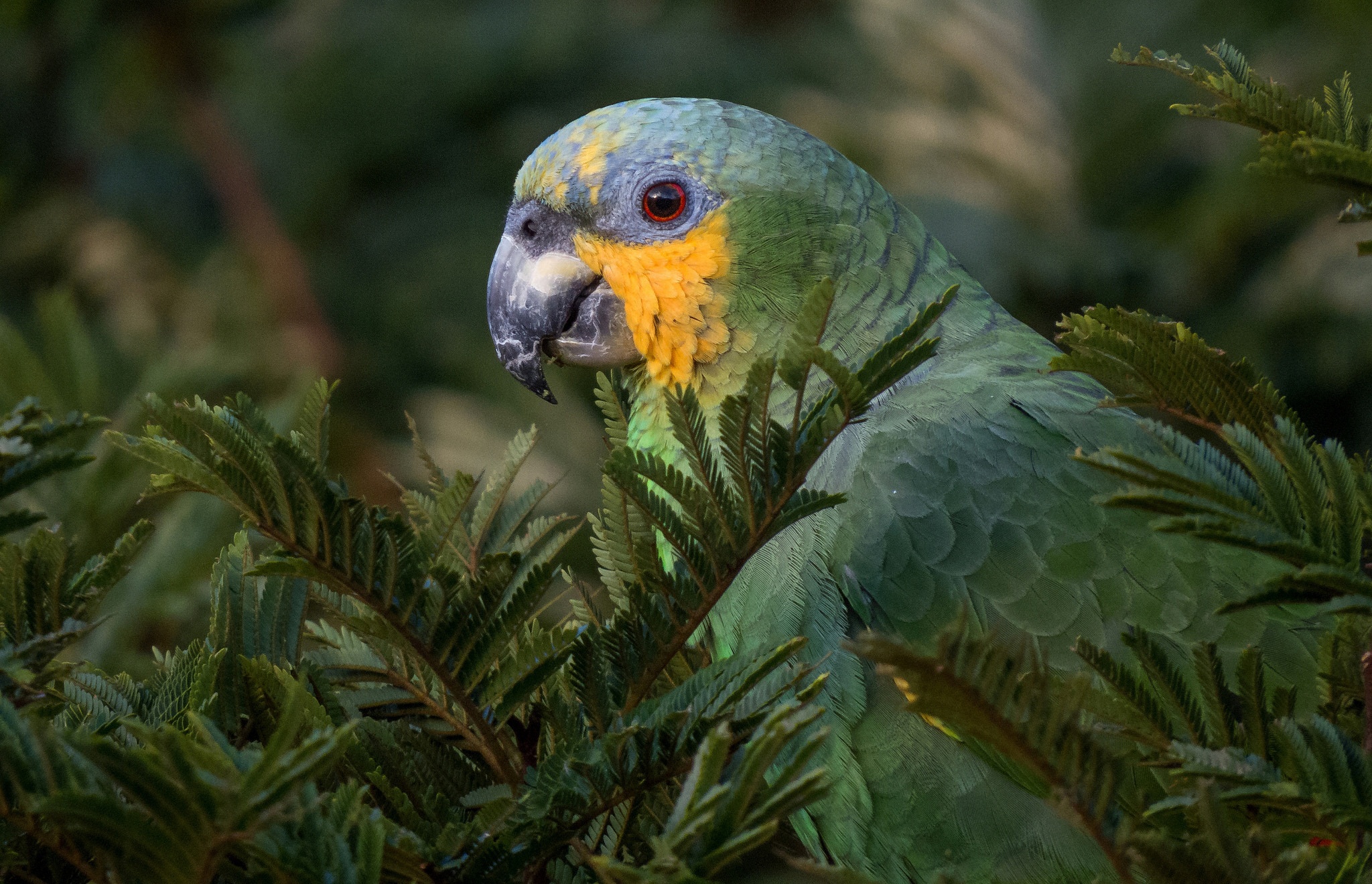 Baixar papéis de parede de desktop Amazonas De Asas Laranja HD