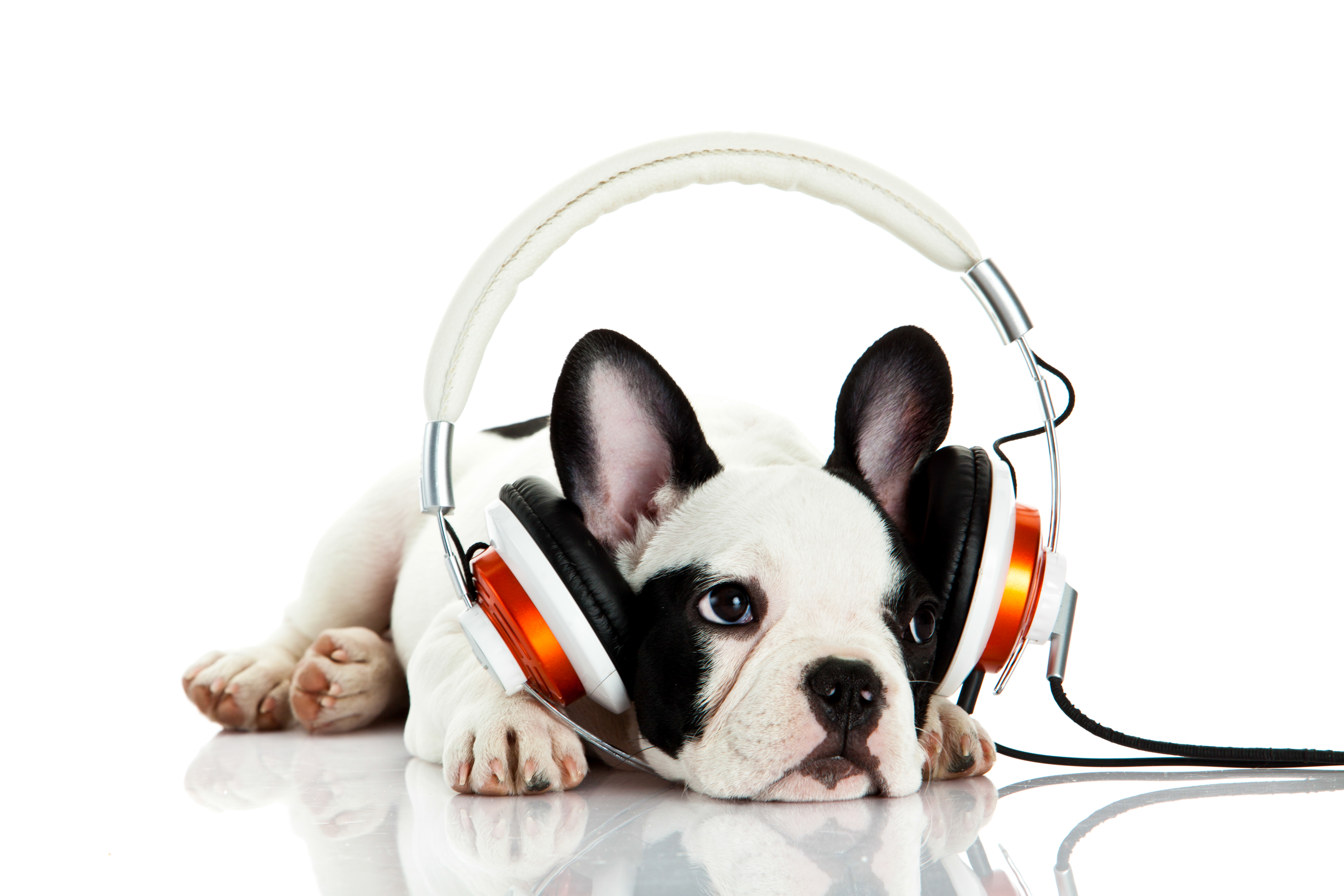 Download mobile wallpaper Dogs, Headphones, Dog, Muzzle, Animal, French Bulldog for free.