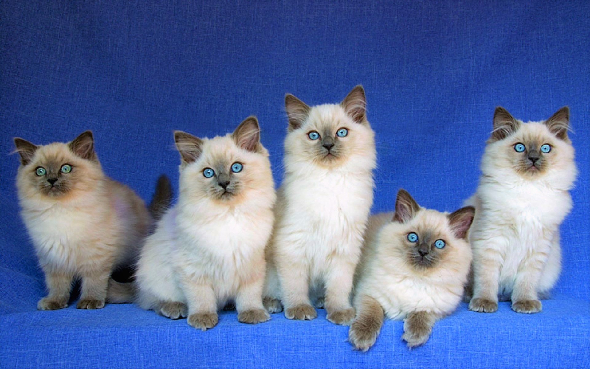 Descarga gratuita de fondo de pantalla para móvil de Animales, Gato, Gatito, Ojos Azules, Gato Birmano.